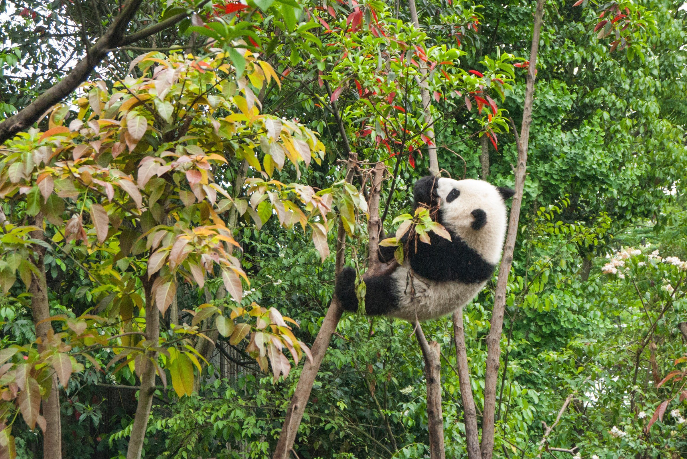 Tour China Panda S In Yaan National Park Travel