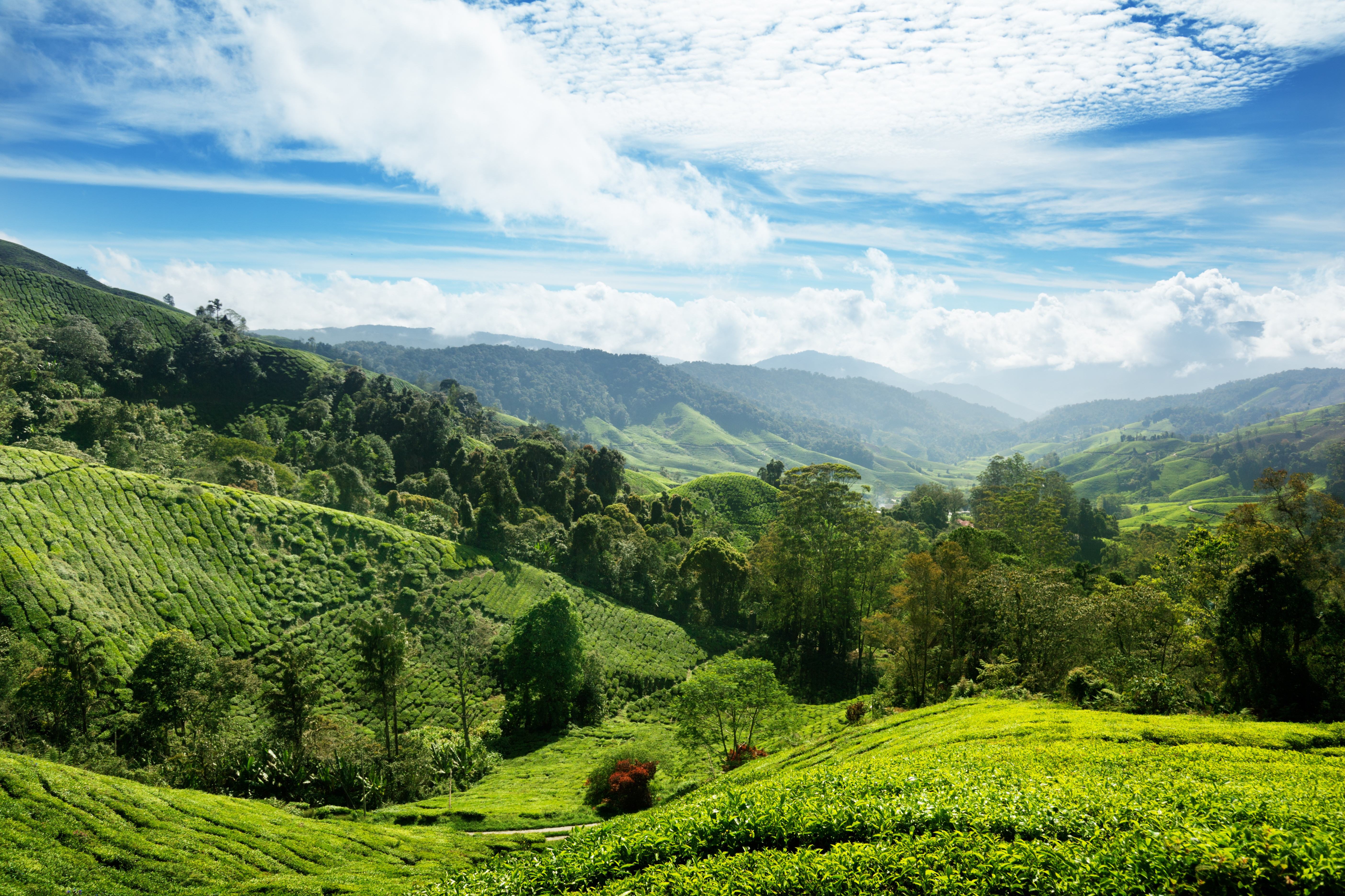 Cameron Highlands