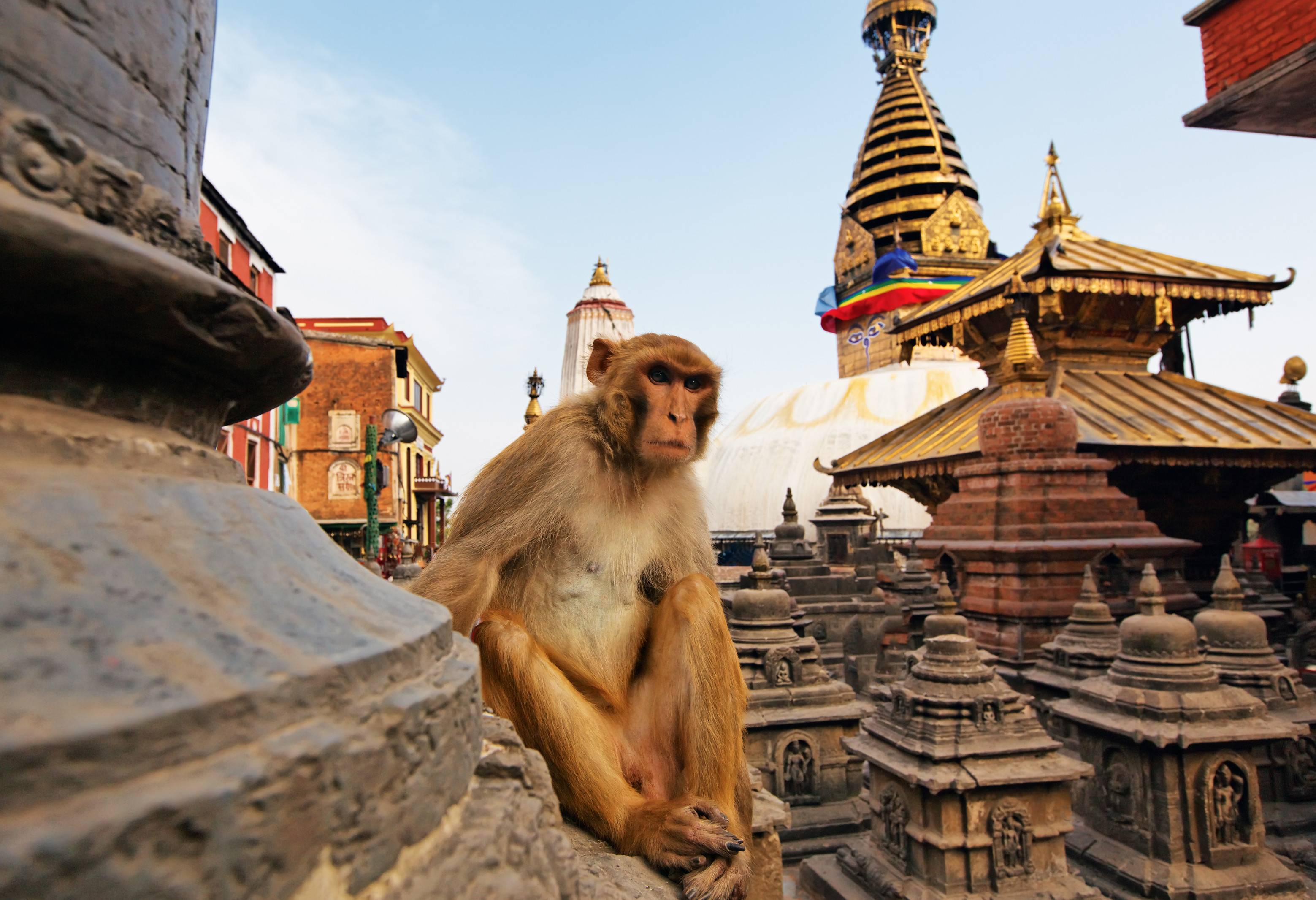 Kathmandu aapje bij tempel