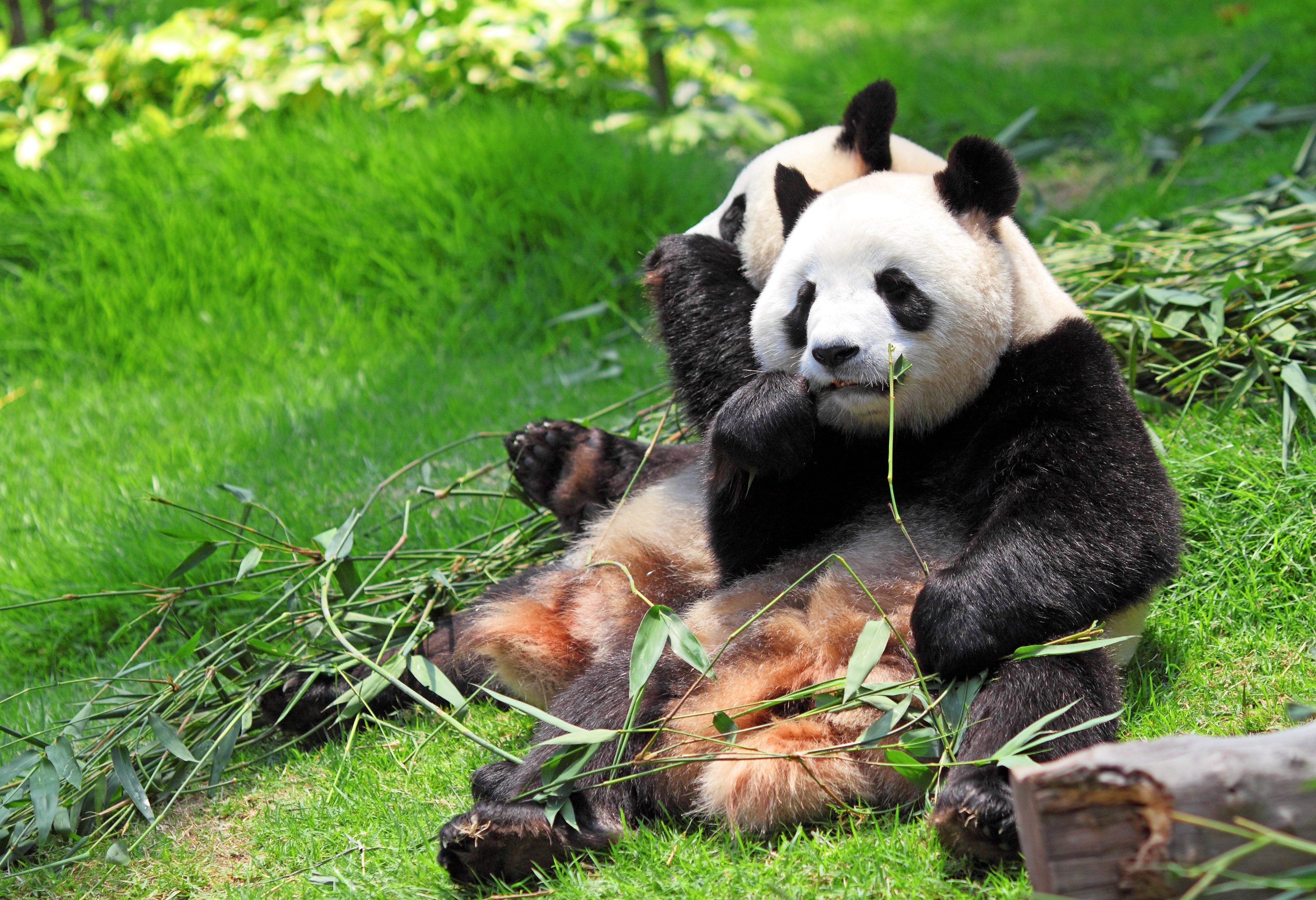 Reuzenpanda's in Chengdu