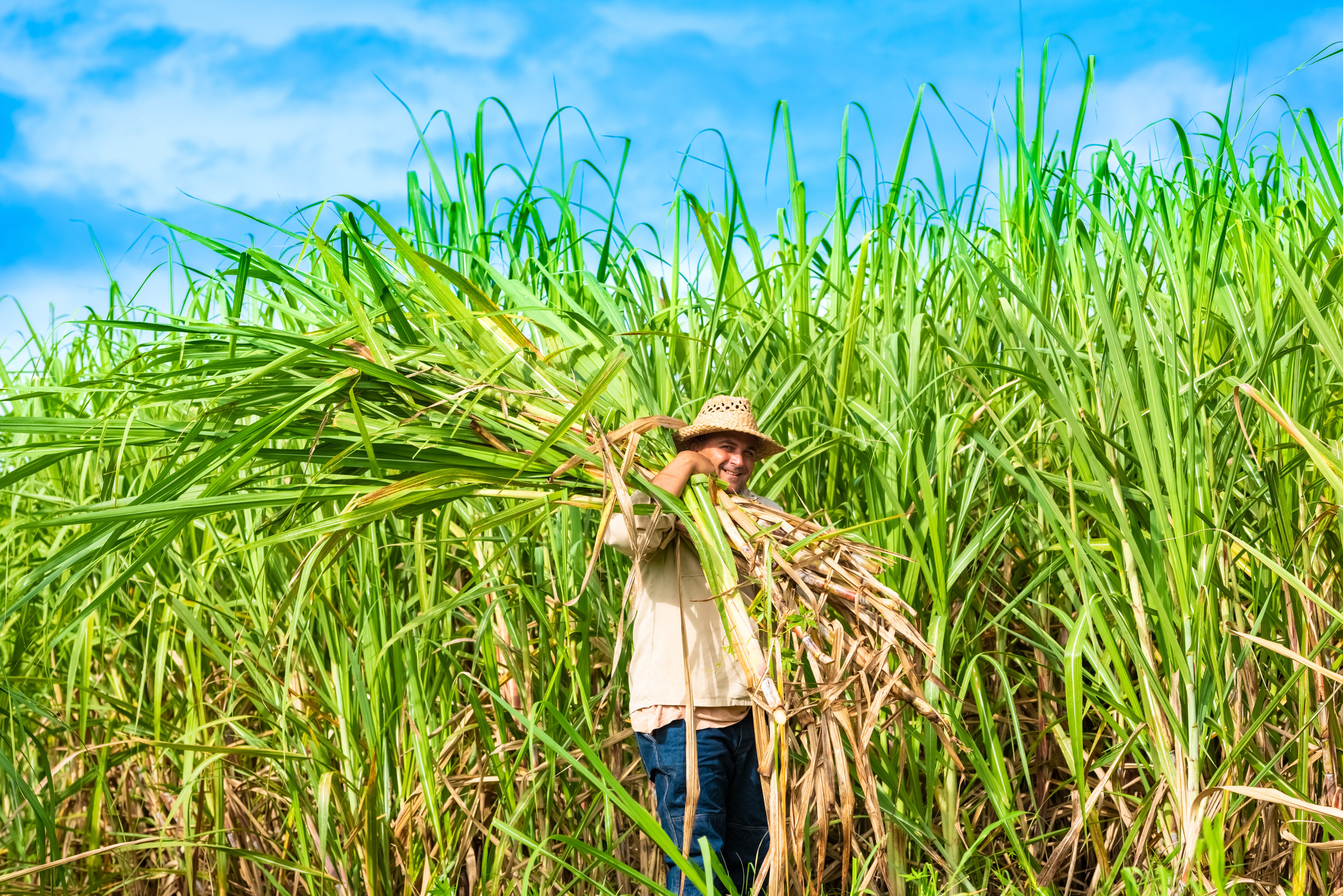 Сахарный тростник в австралии. Куба сахарный тростник плантации. Сахарный тростник Кубы. Сахарный тростник на Кубе. Плантации сахарного тростника в Бразилии.