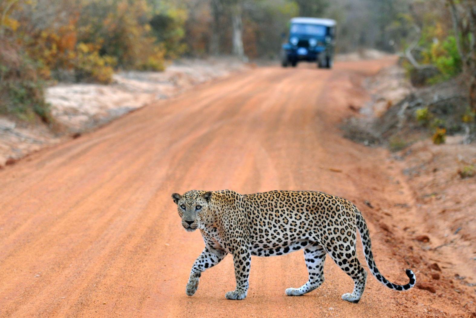 Luipaard in Yala in Sri Lanka