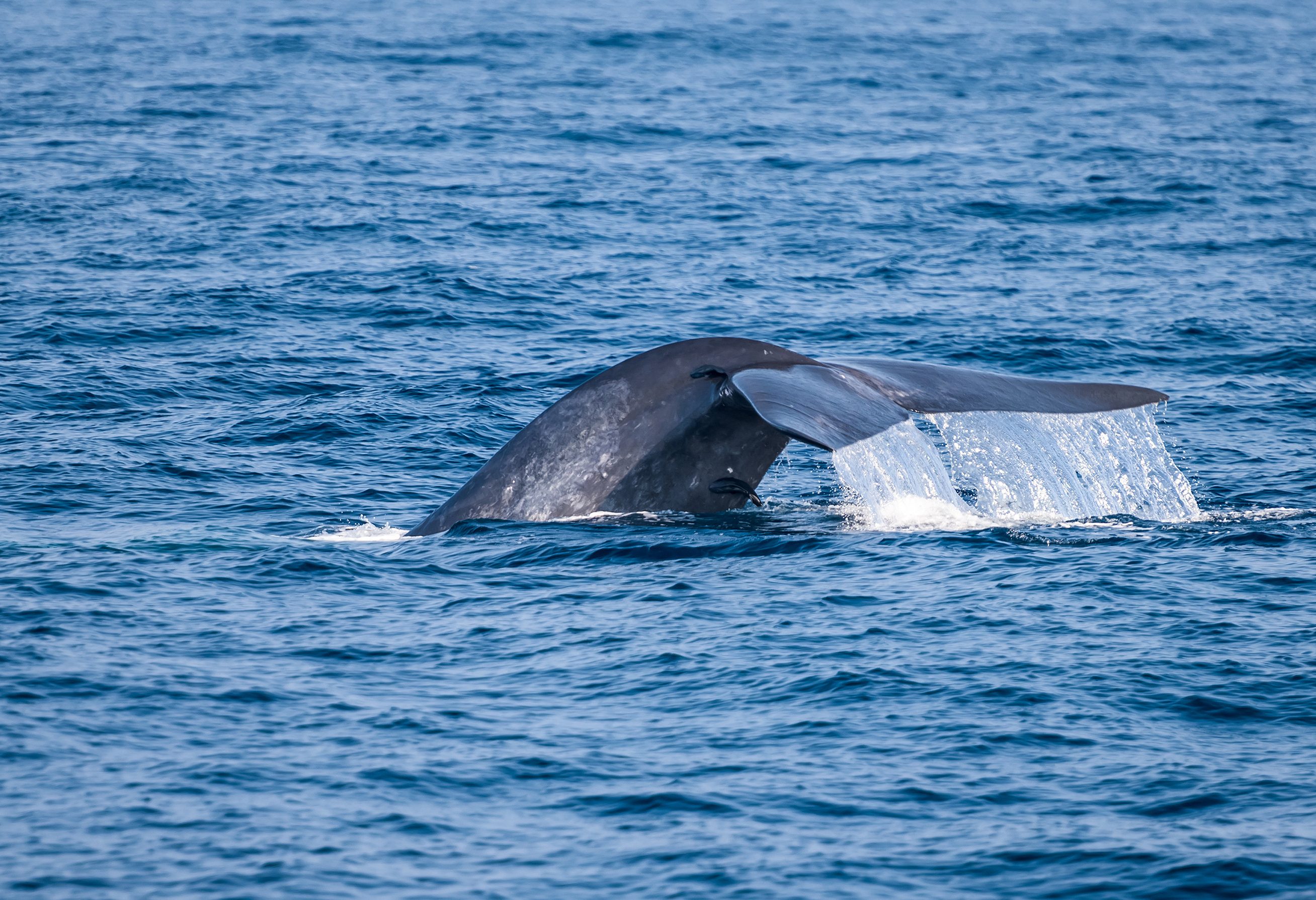 Walvissen bij Trincomalee in Oost-Sri Lanka