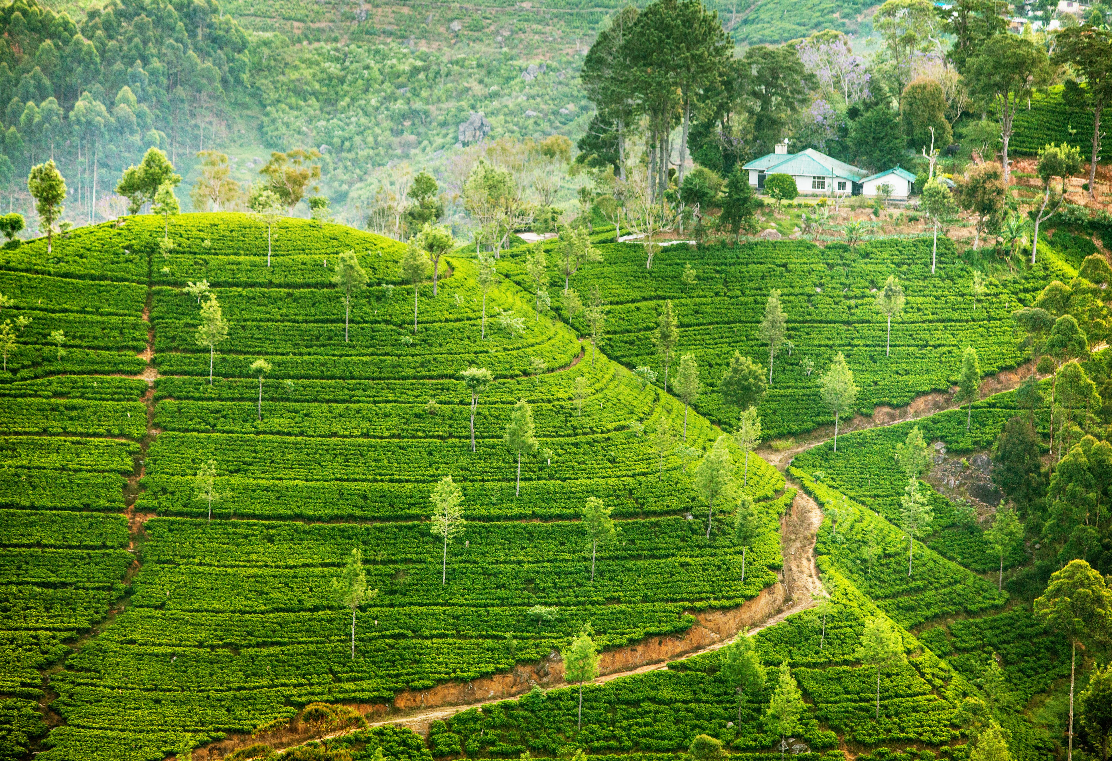 Theeplantages bij Nuwara Eliya