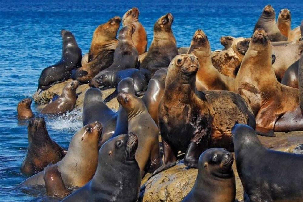argentinie-valdes-peninsula-zeeleeuwen