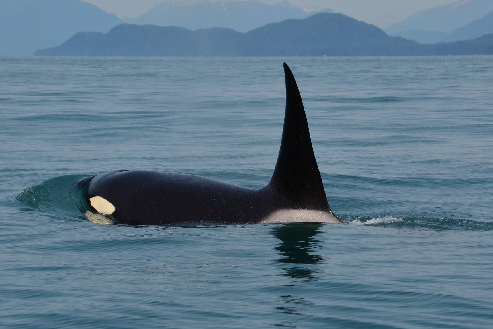 argentinie-valdes-peninsula-orka