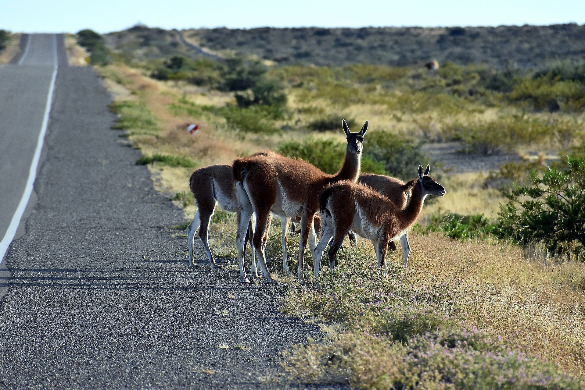 argentinie-valdes-peninsula-guanacos