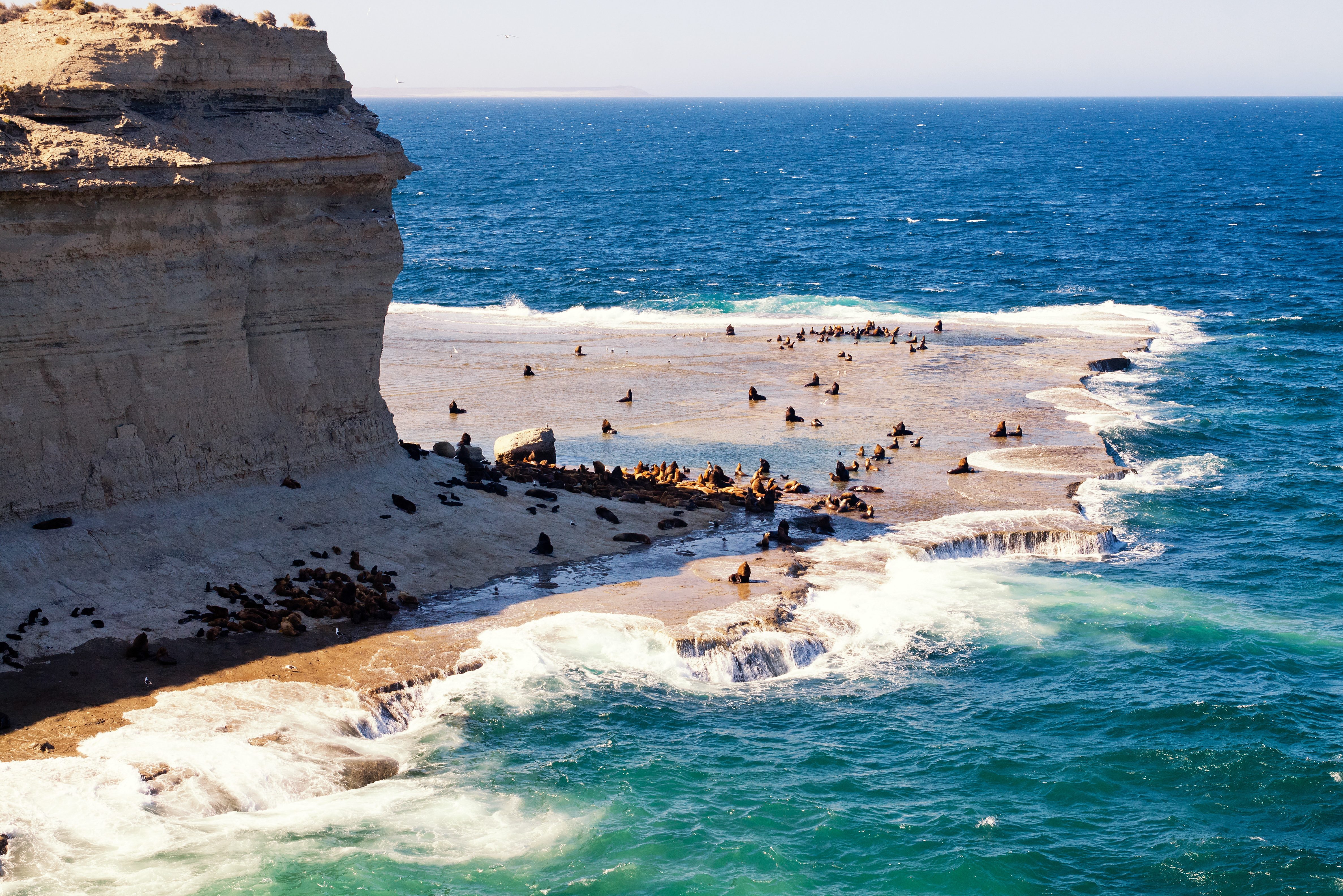 argentinie-valdes-peninsula-zeeleeuwen