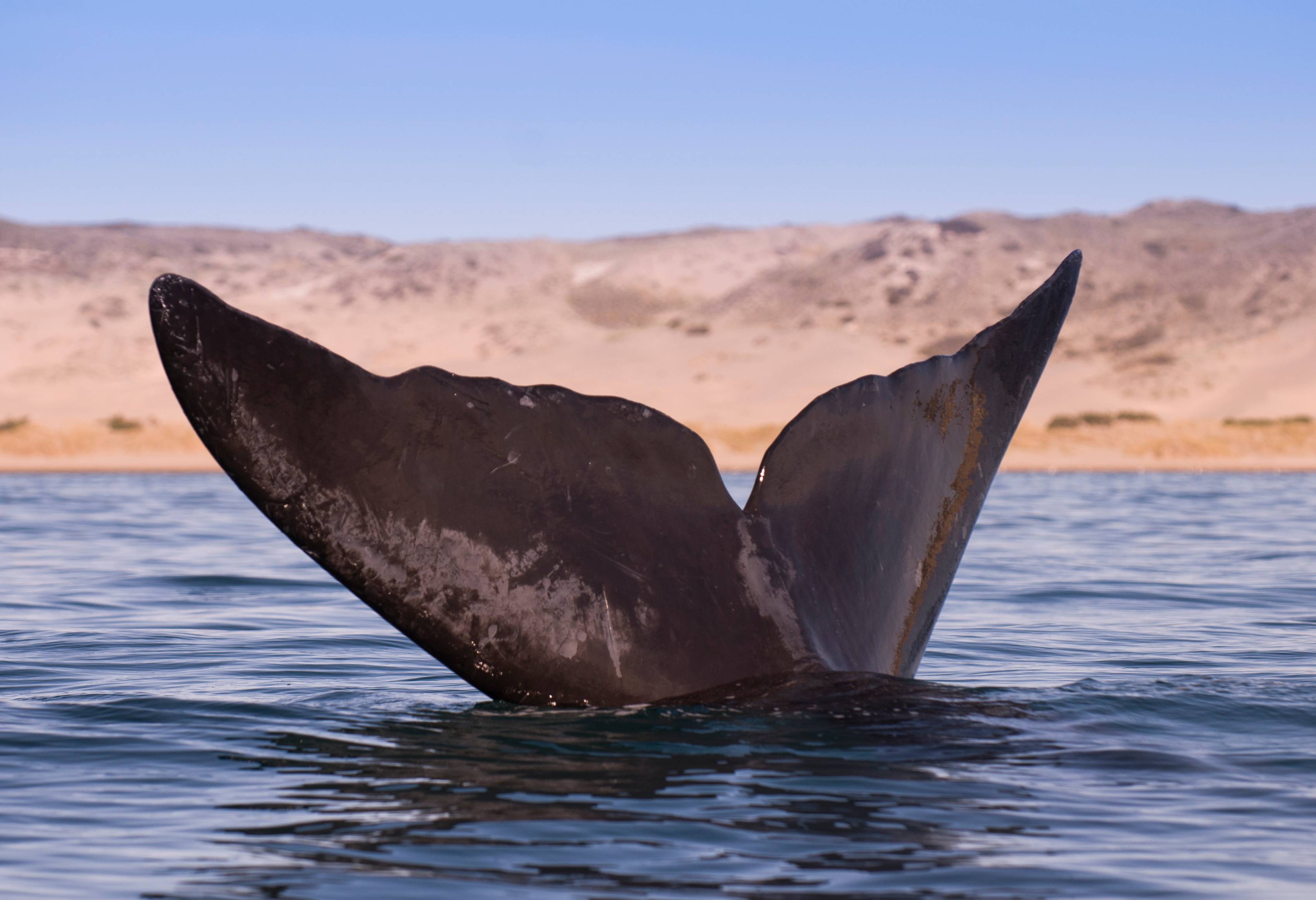 argentinie-valdes-peninsula-walvisstaart-boven-water