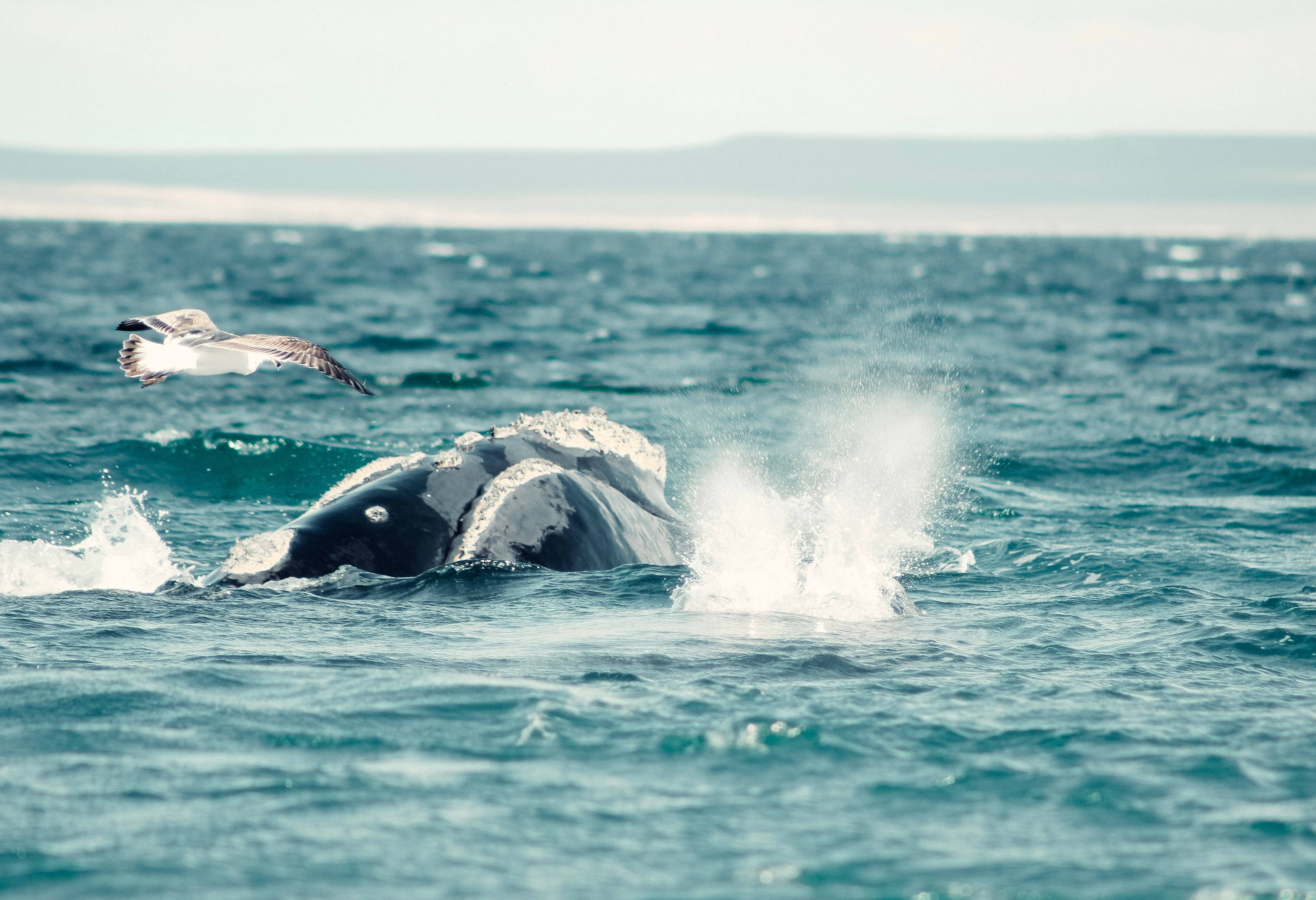 argentinie-valdes-peninsula-walvis