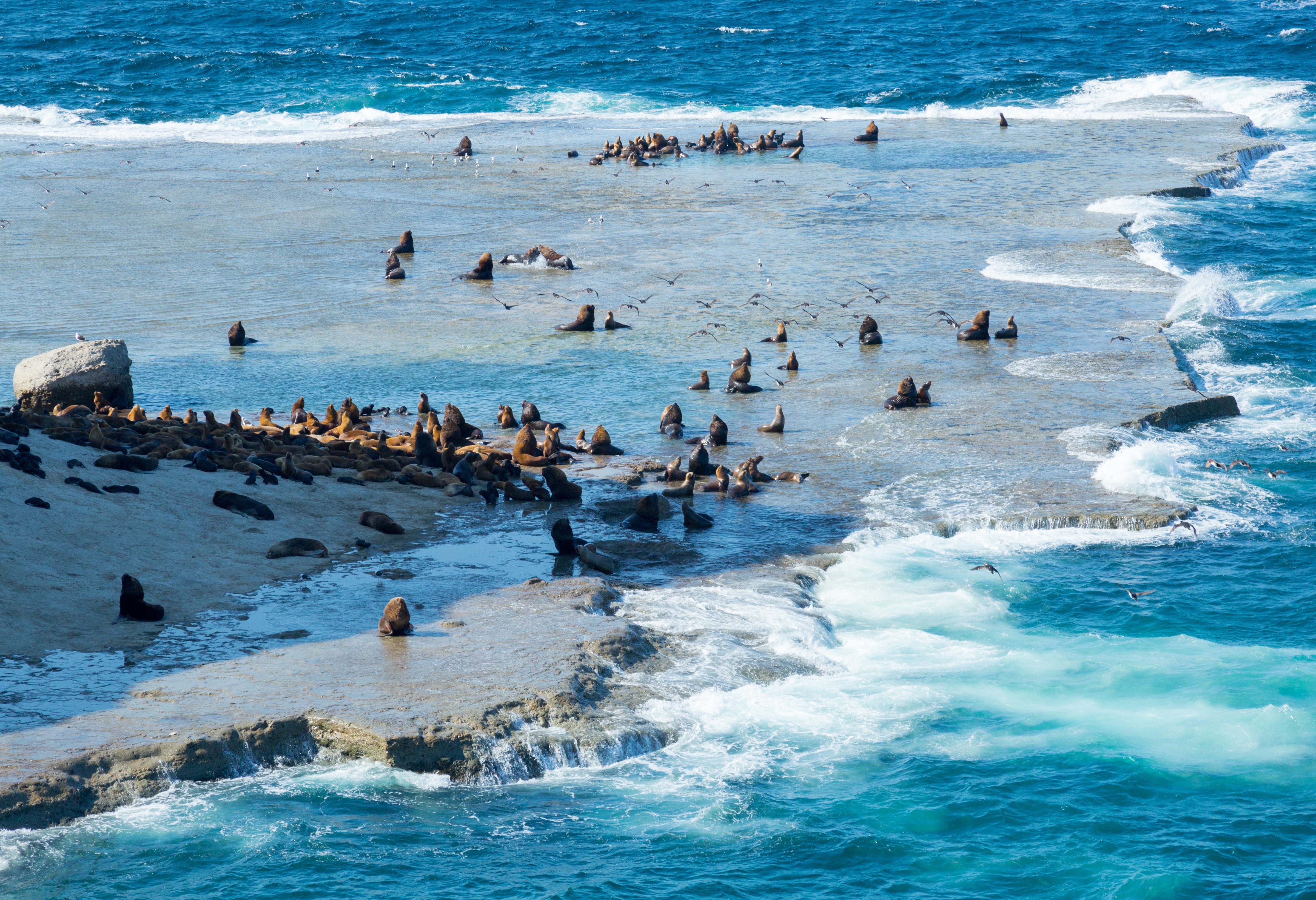 argentinie-patagonia-valdes-peninsula-zeehonden-op-strand