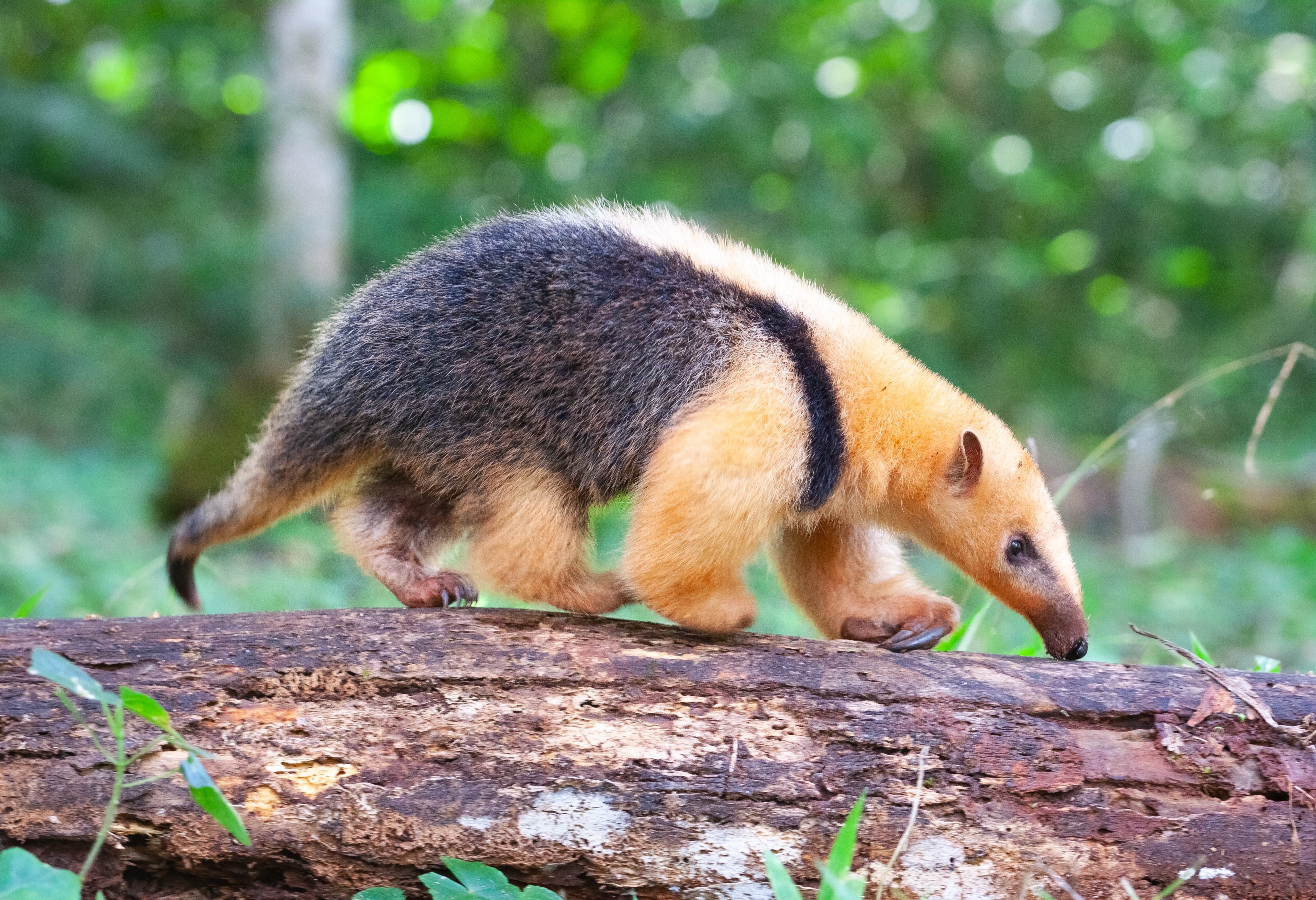 Miereneter bij Iguazu in Argentinië