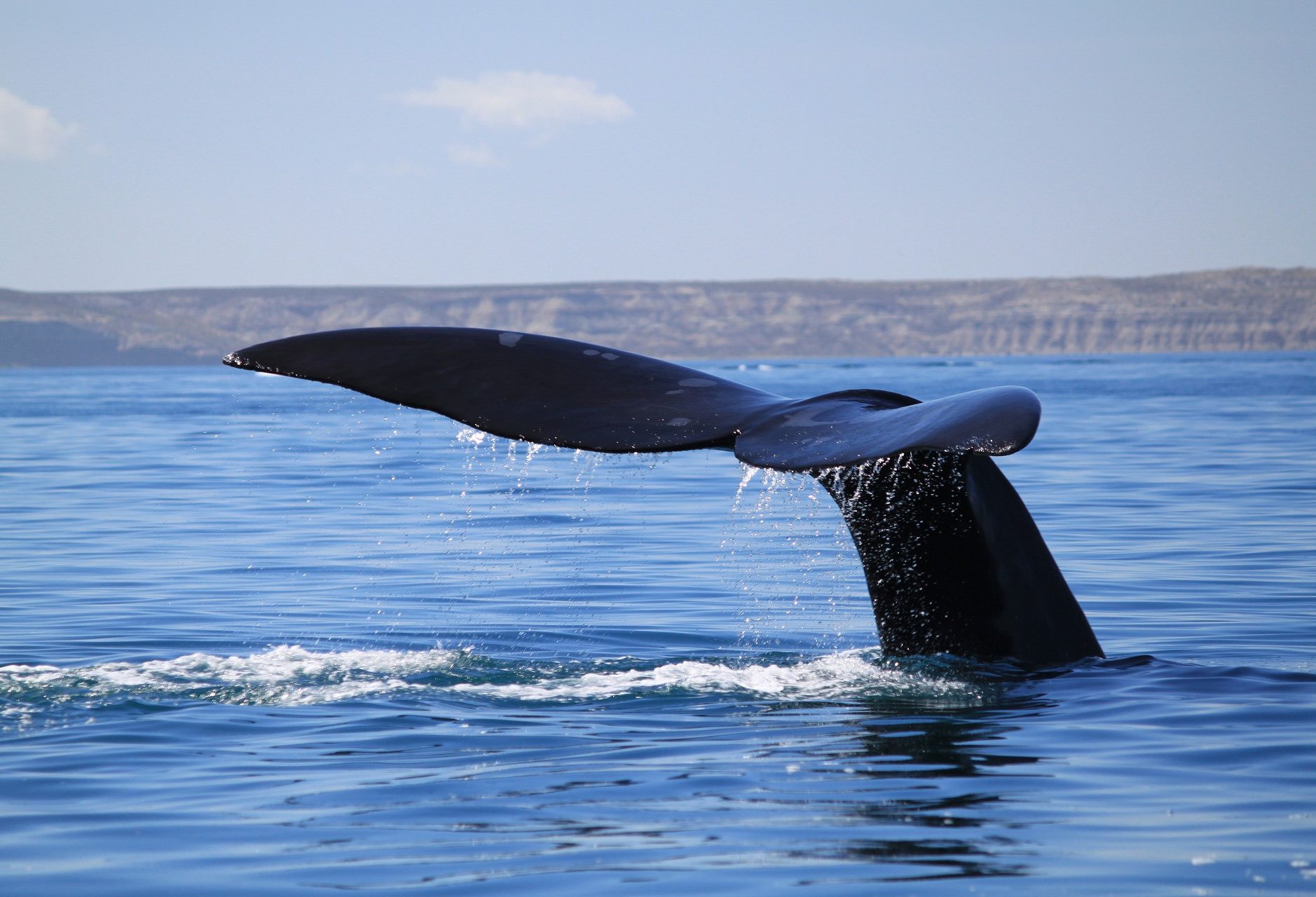 Walvis bij Valdes in Patagonië, Argentinië
