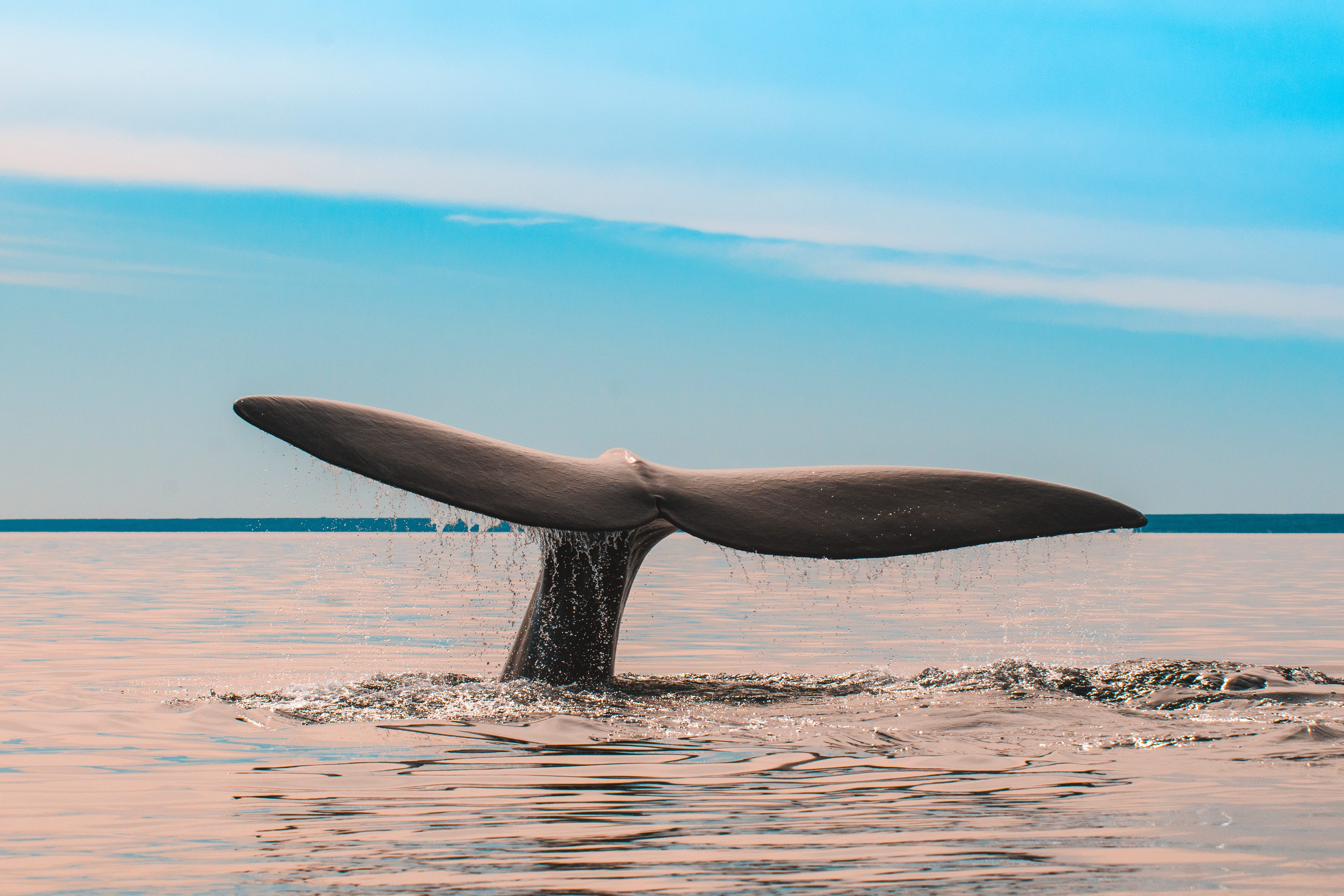 Valdes in Patagonië, Argentinië