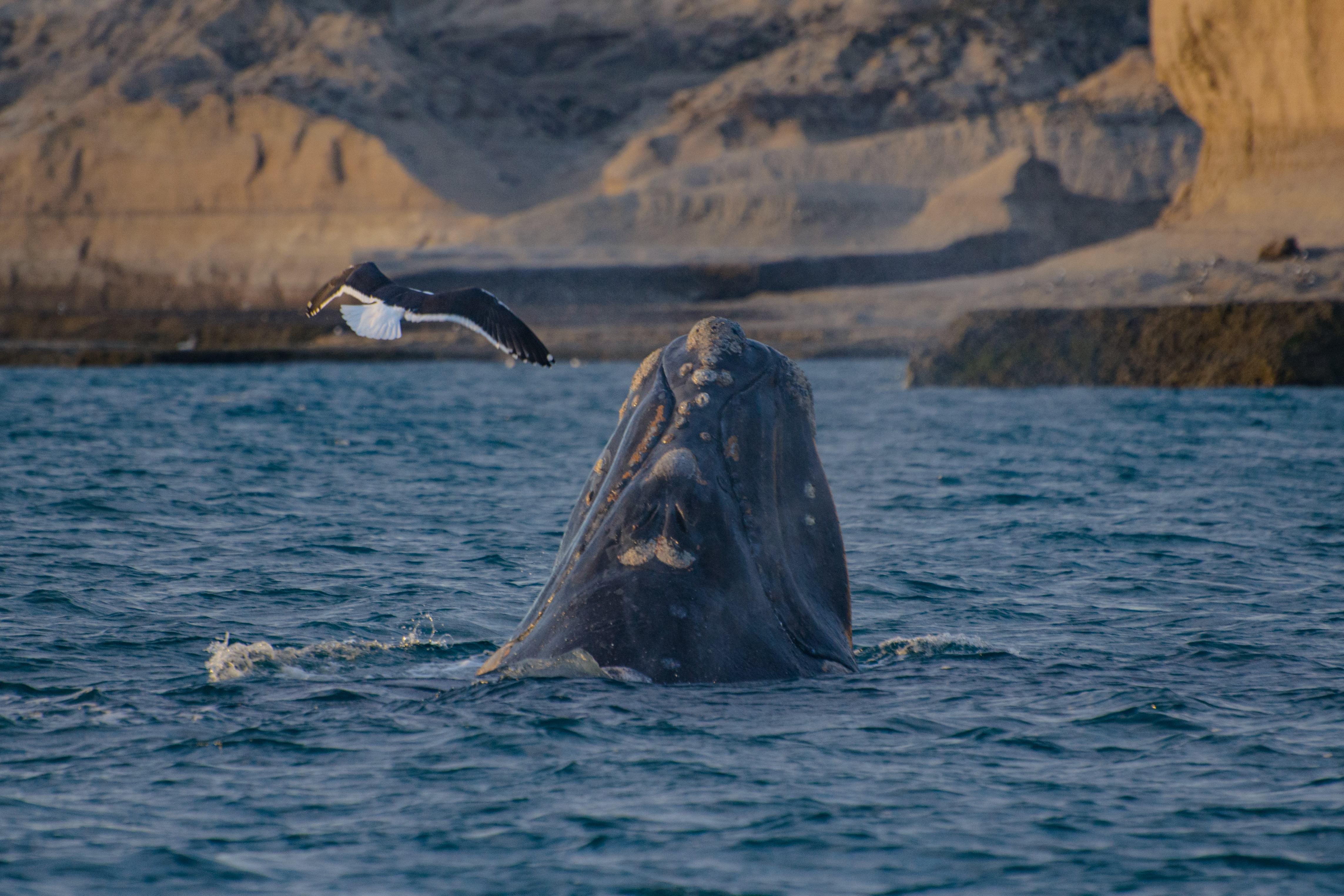 Walvis bij Valdes in Patagonië, Argentinië