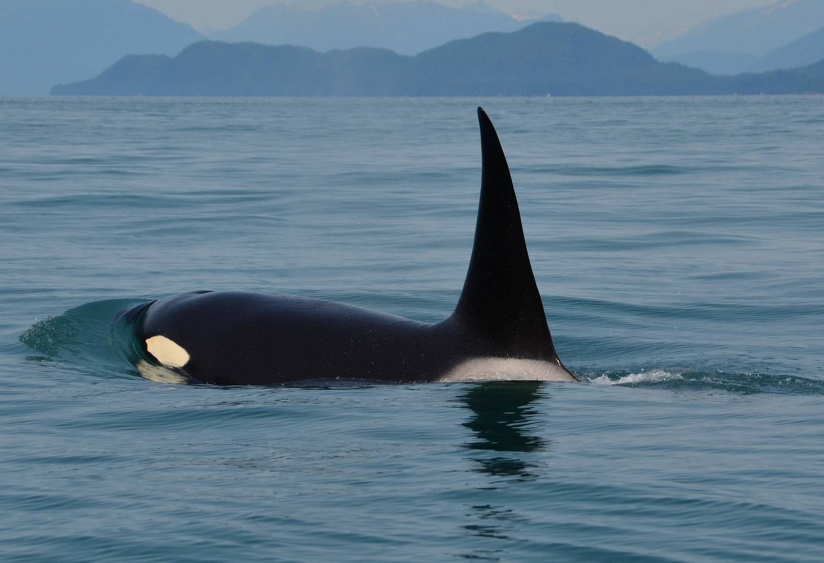 Orka bij Valdes in Patagonië, Argentinië