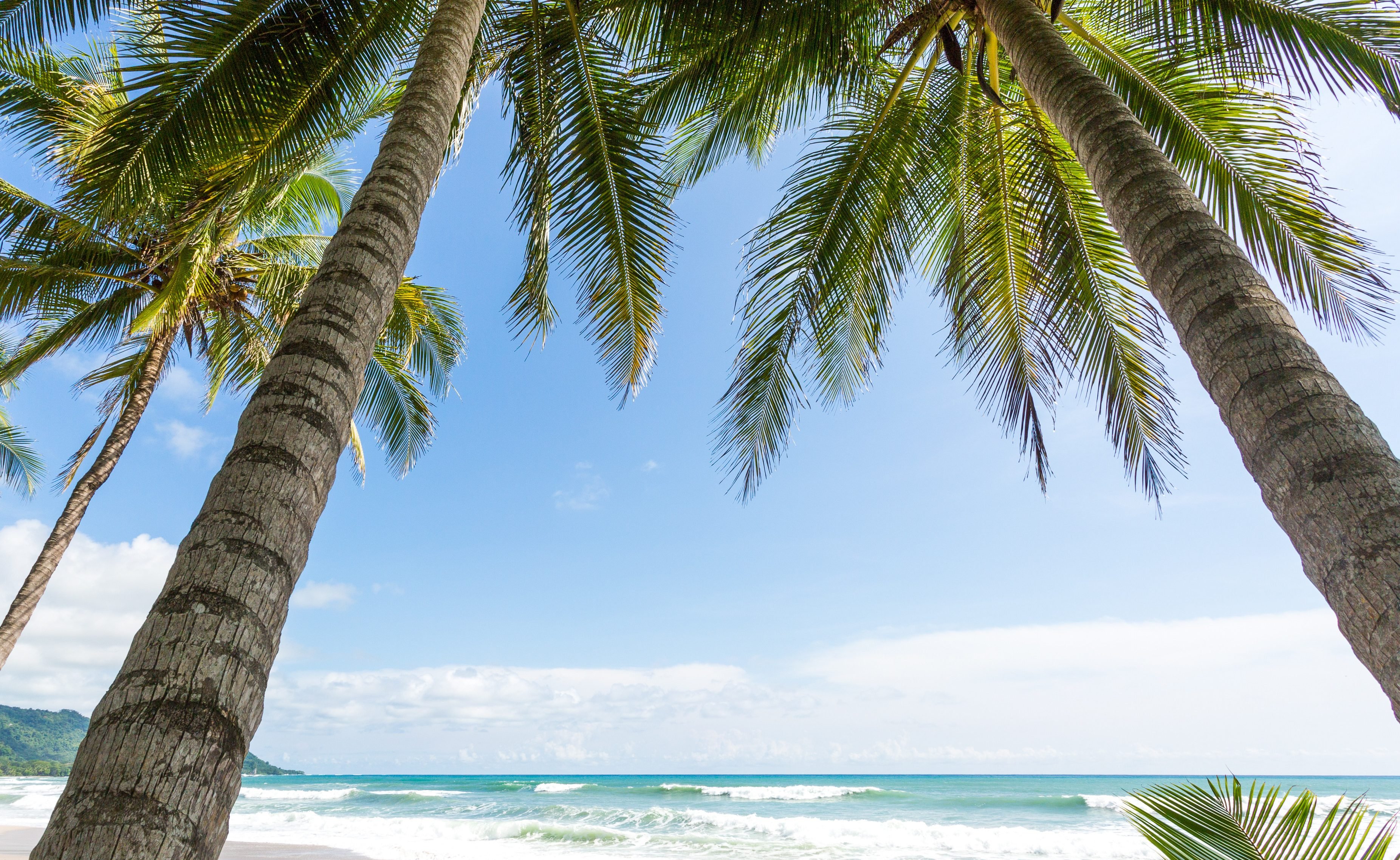 De wuivende palmbomen op het strand van Samara, Costa Rica