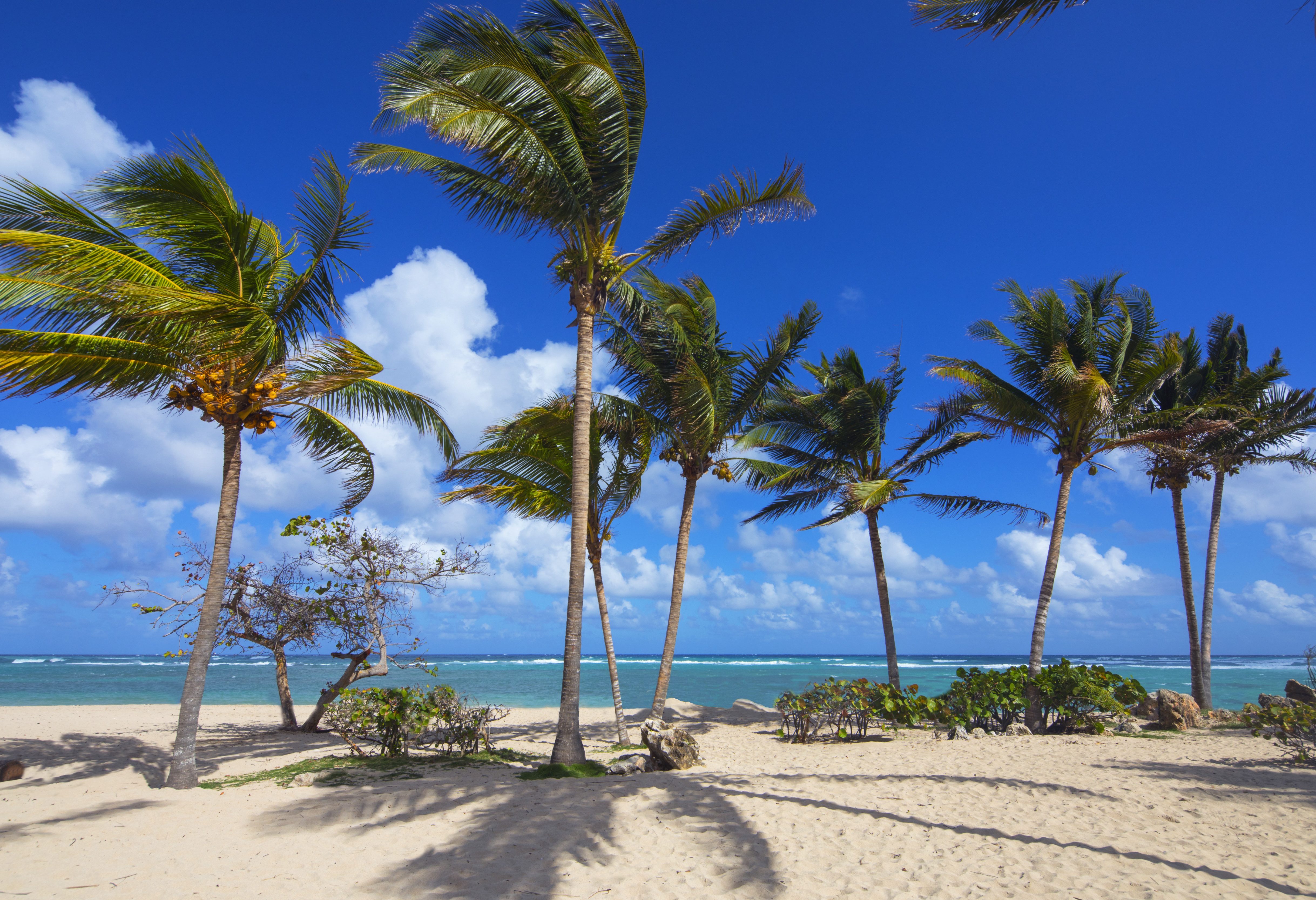 Strand omzoomd met palmbomen van Playa Jibacoa in Cuba