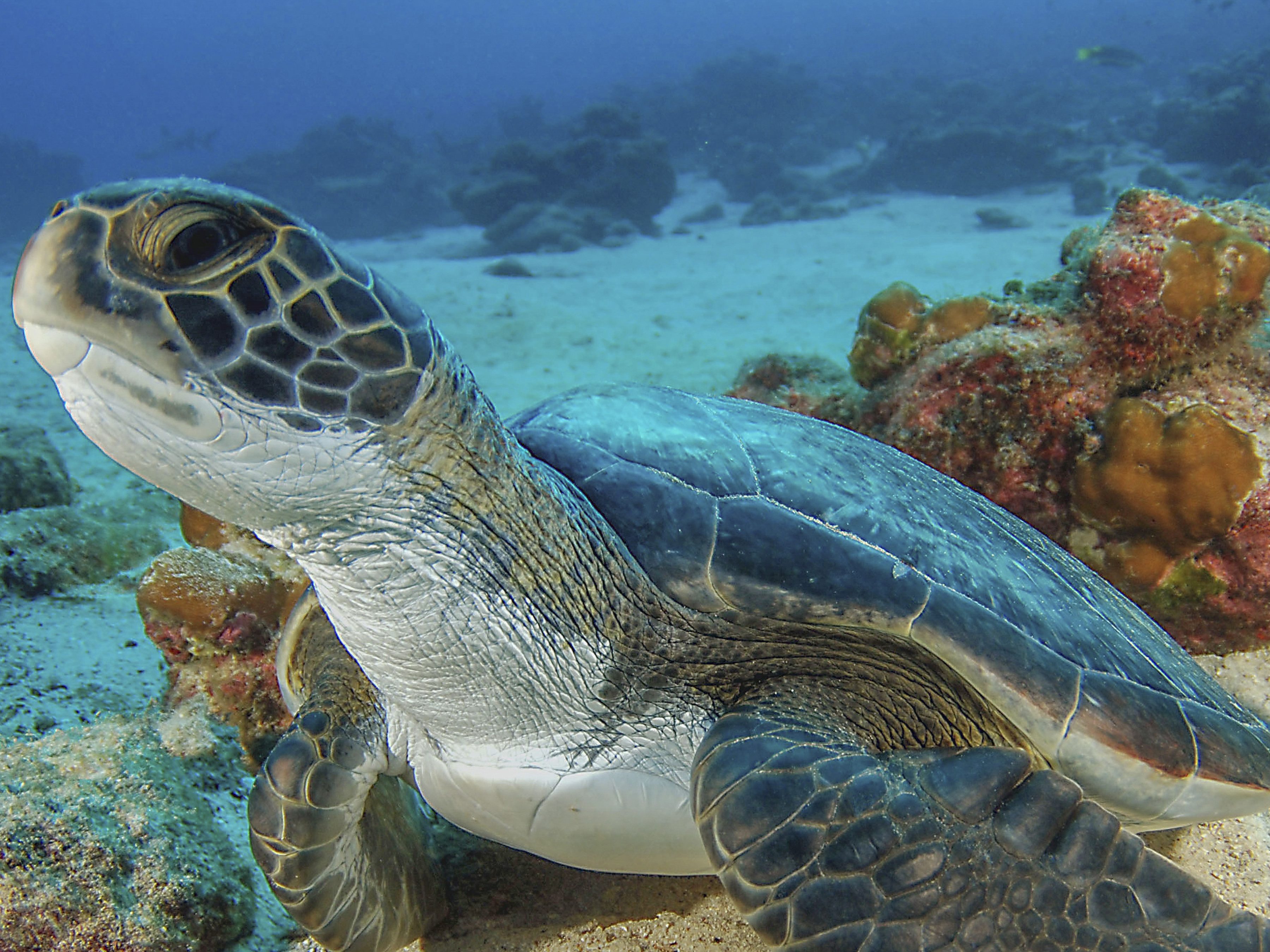 Een zeeschildpad bij Isla del Caño, Costa Rica