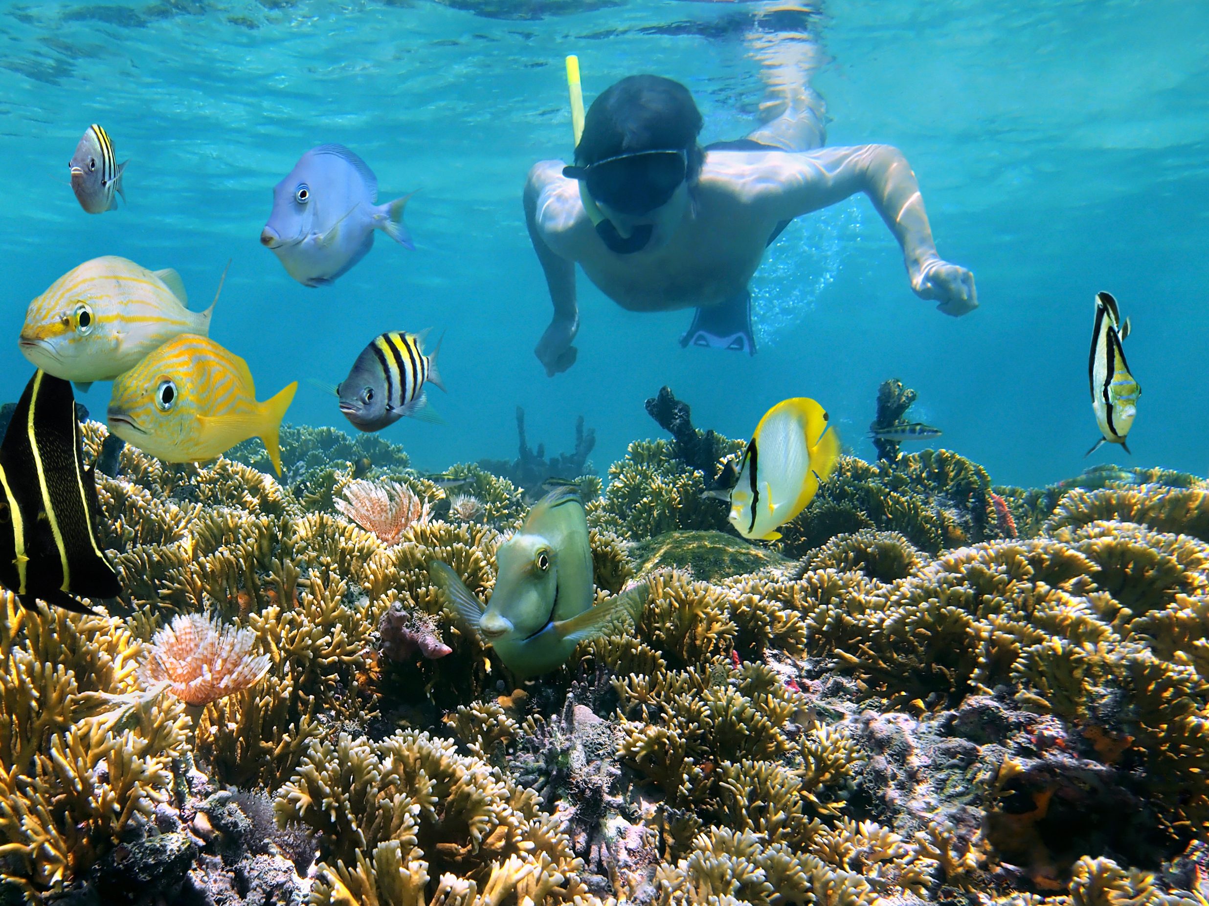 Snorkelen bij Isla del Caño, Costa Rica