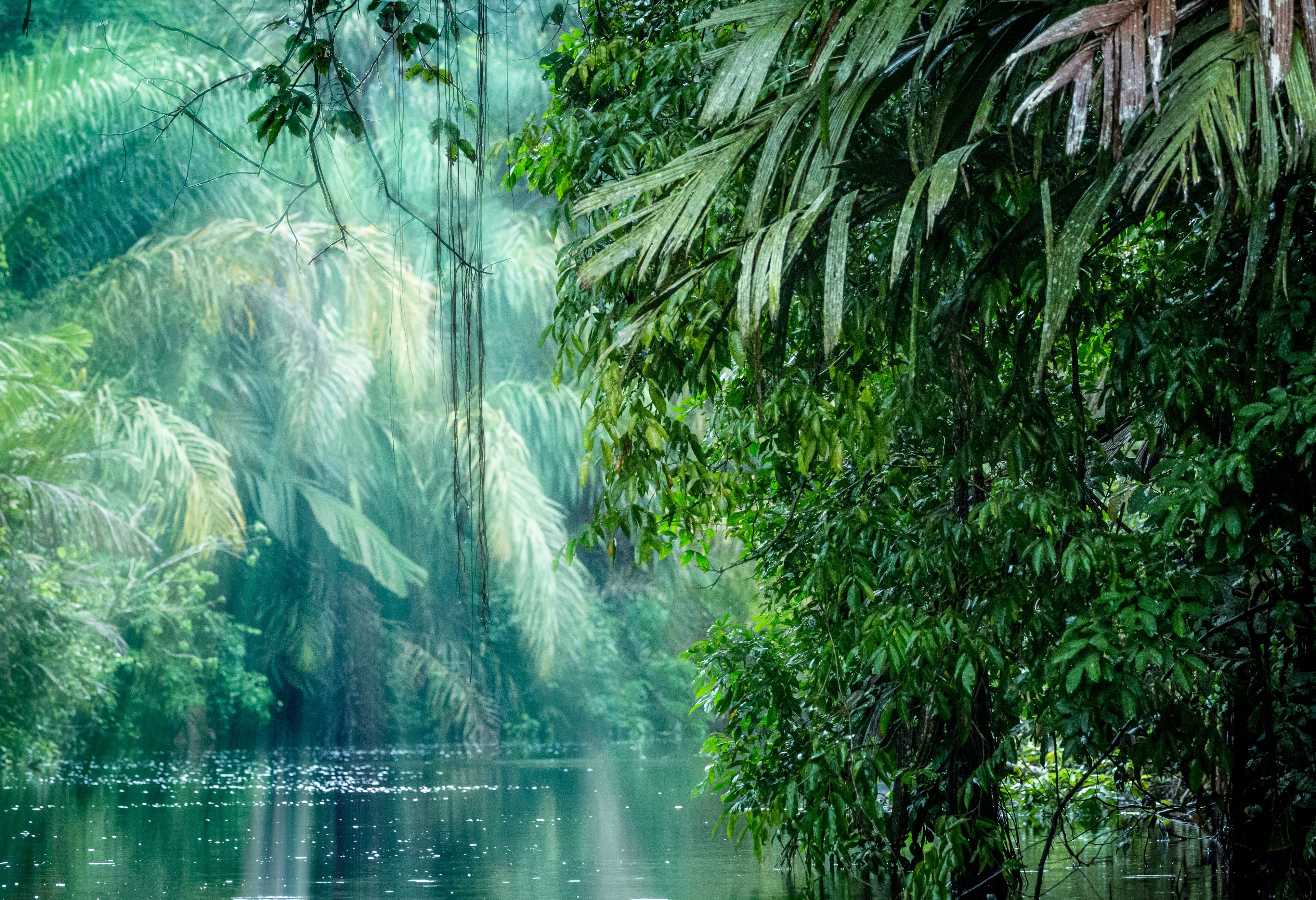 Jungle bij Tortuguero in Costa Rica