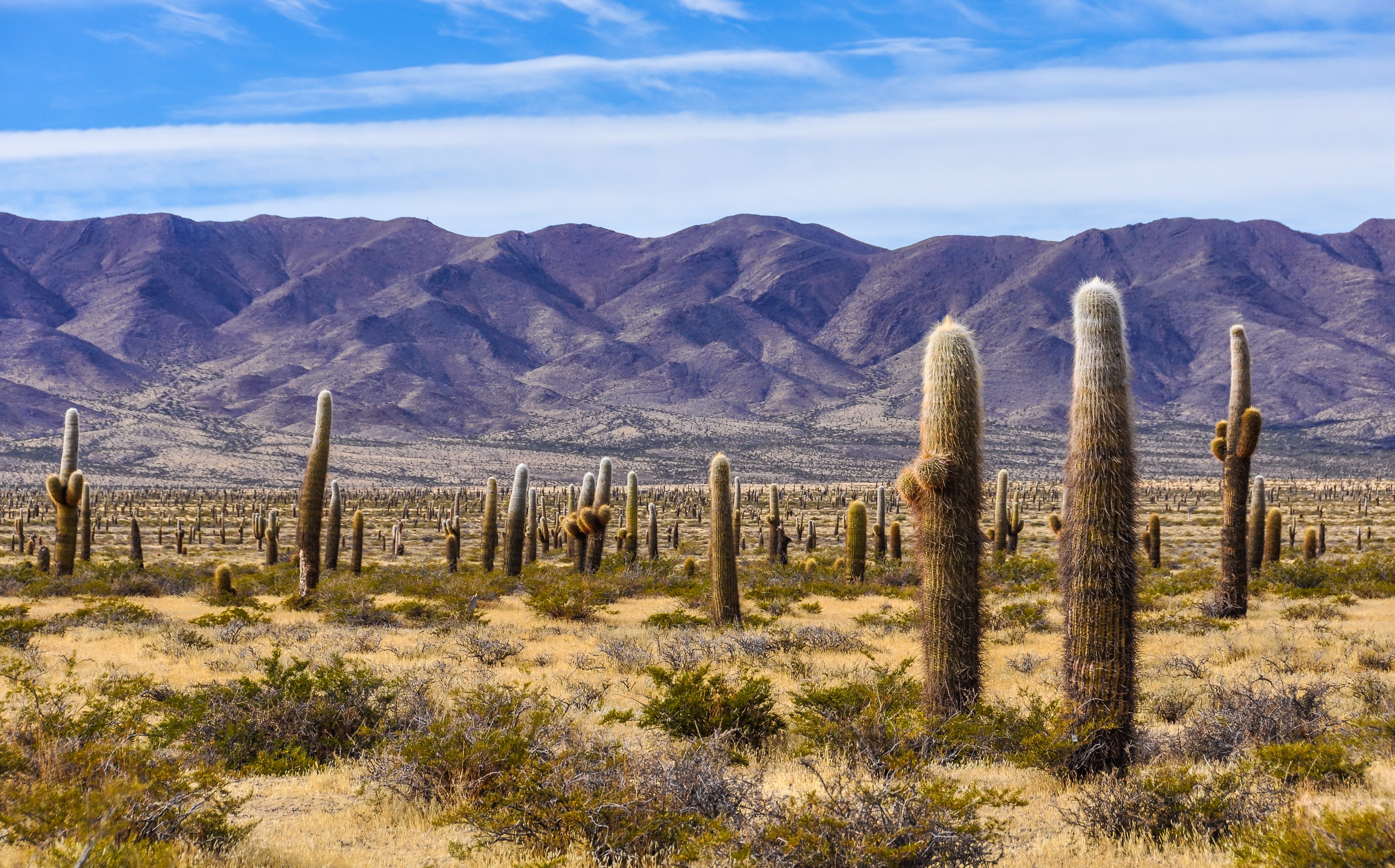 Argentinië droge pampa