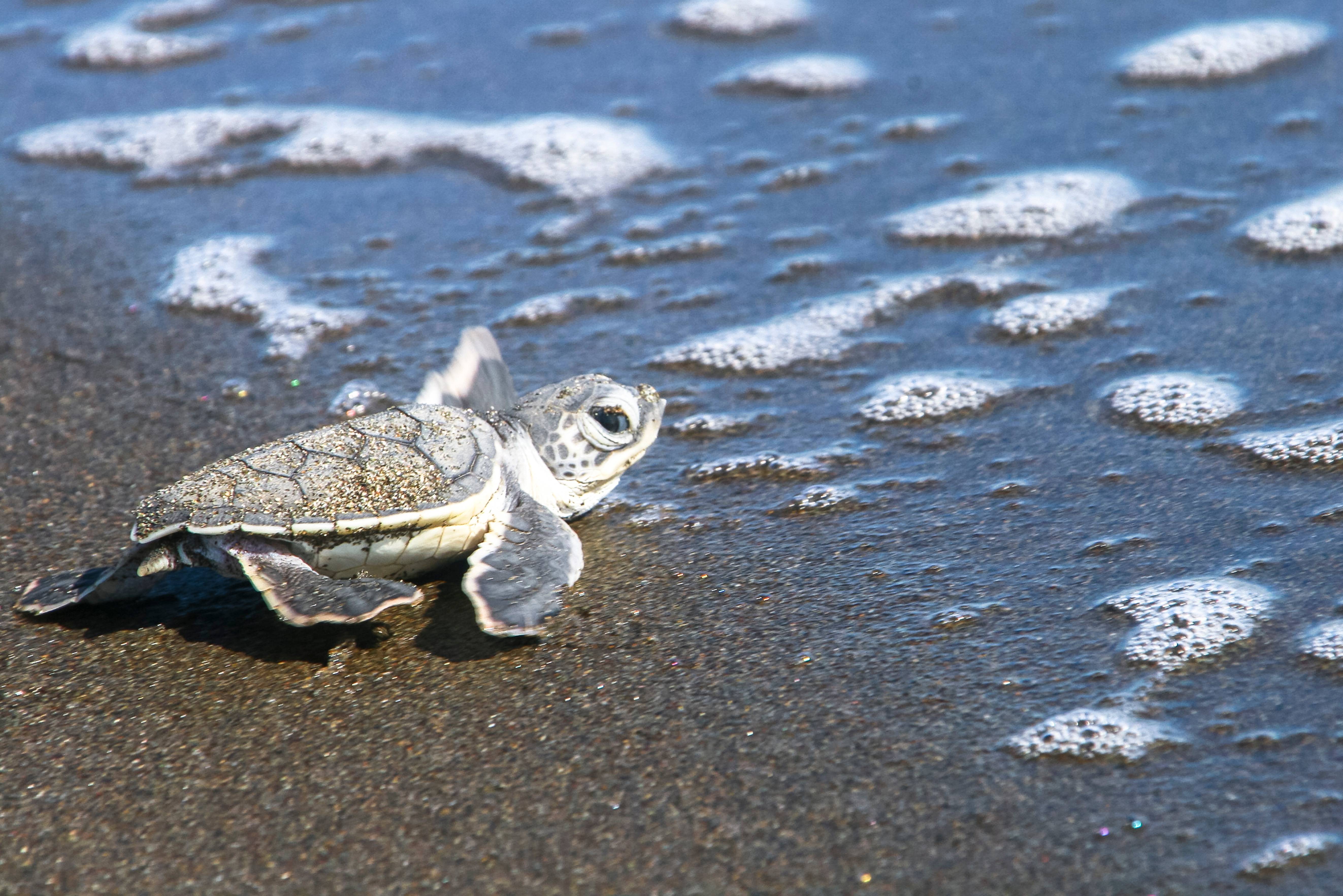 Tortuguero in Costa Rica