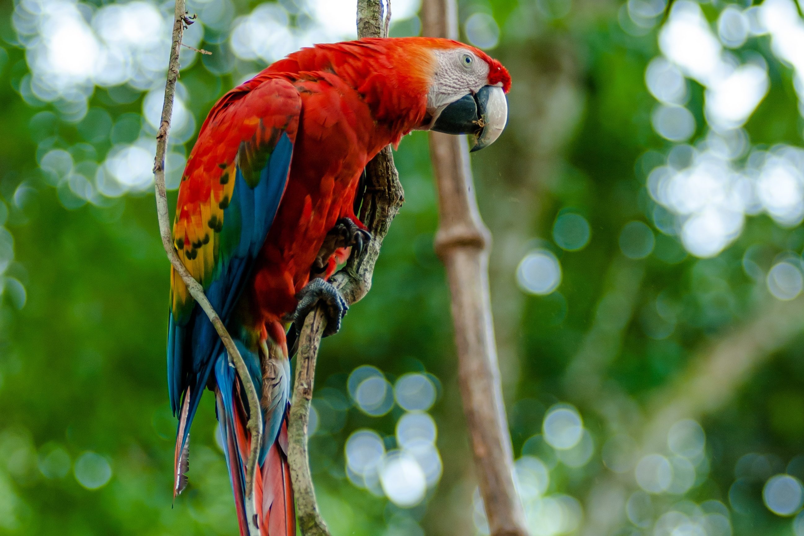 Rode ara papegaai in het Tambopata reservaat in de Amazone in Peru