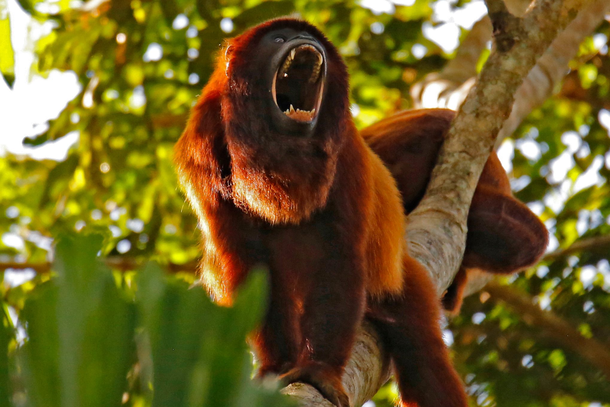 Red howler monkey in het Tambopata reservaat in de Amazone in Peru