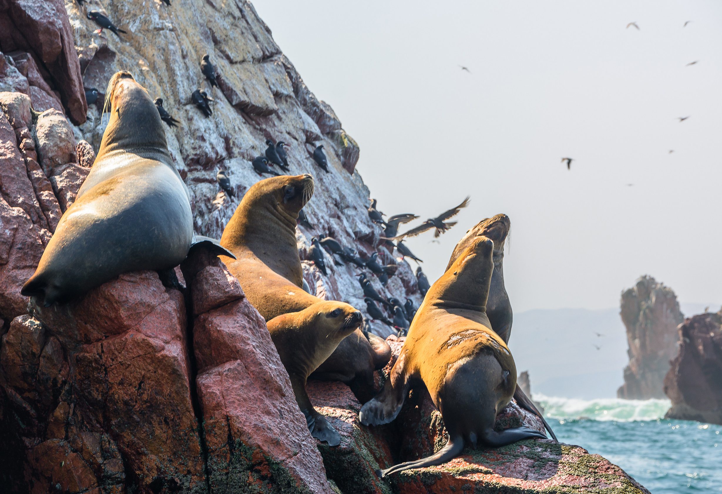 Zeeleeuwen aan het relaxen op de Ballestas Islands in Peru
