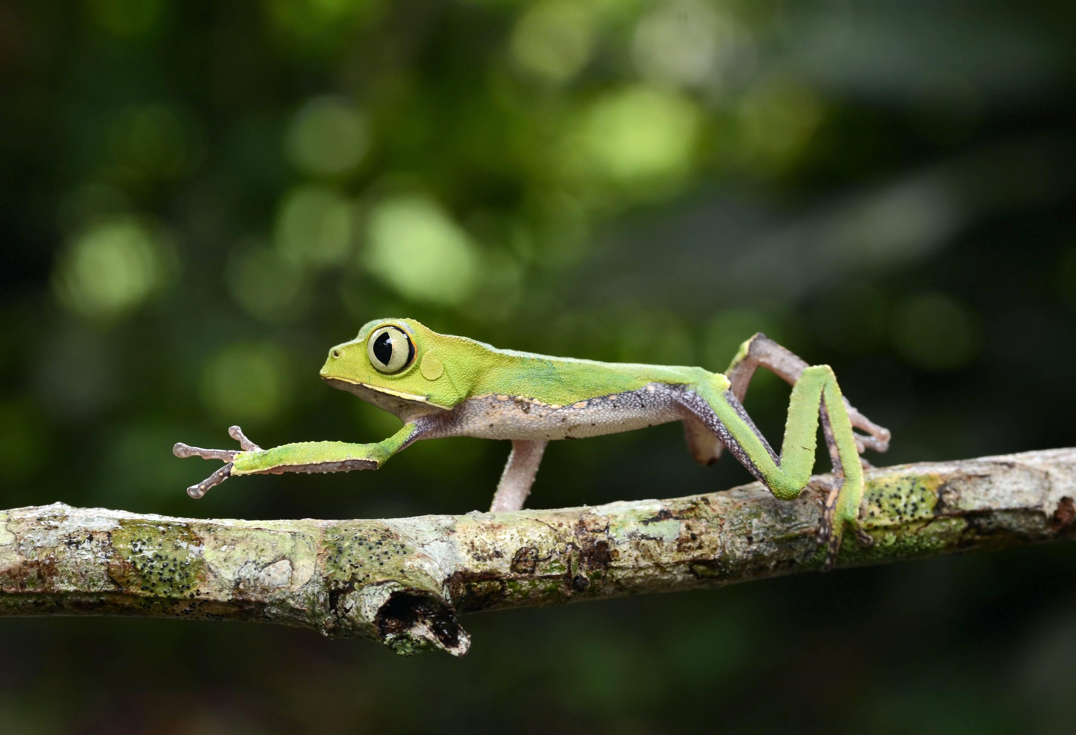 Kleurrijke kikkertjes in de Amazone in Peru