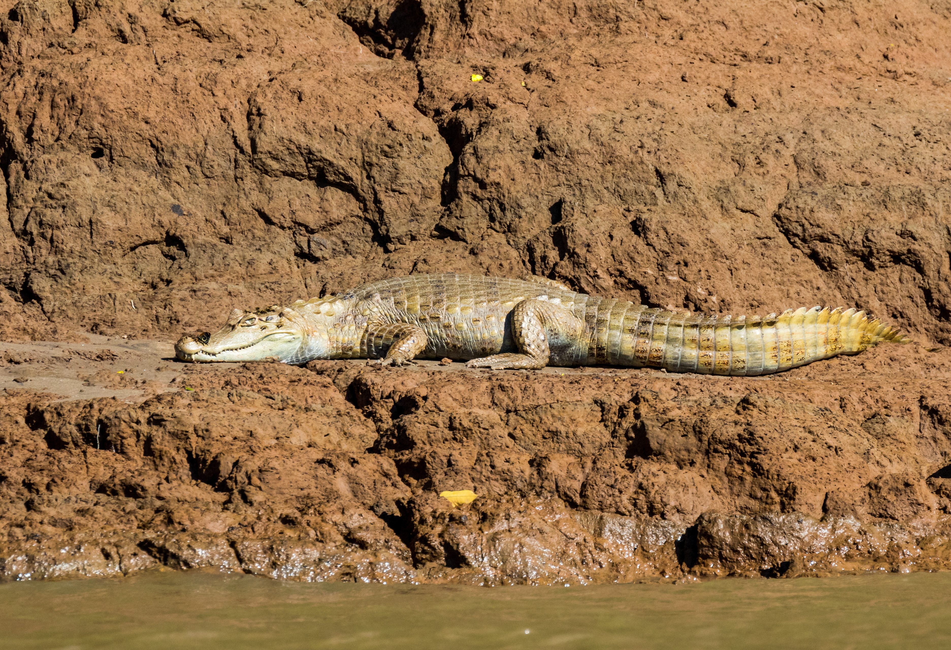 Kaaiman aan de oever van de Amazone in Peru