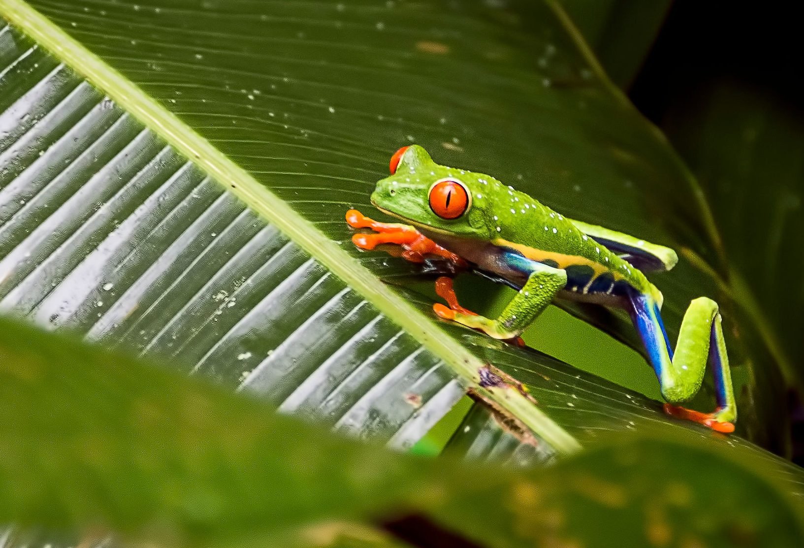 Costa-Rica-Arenal-kikker