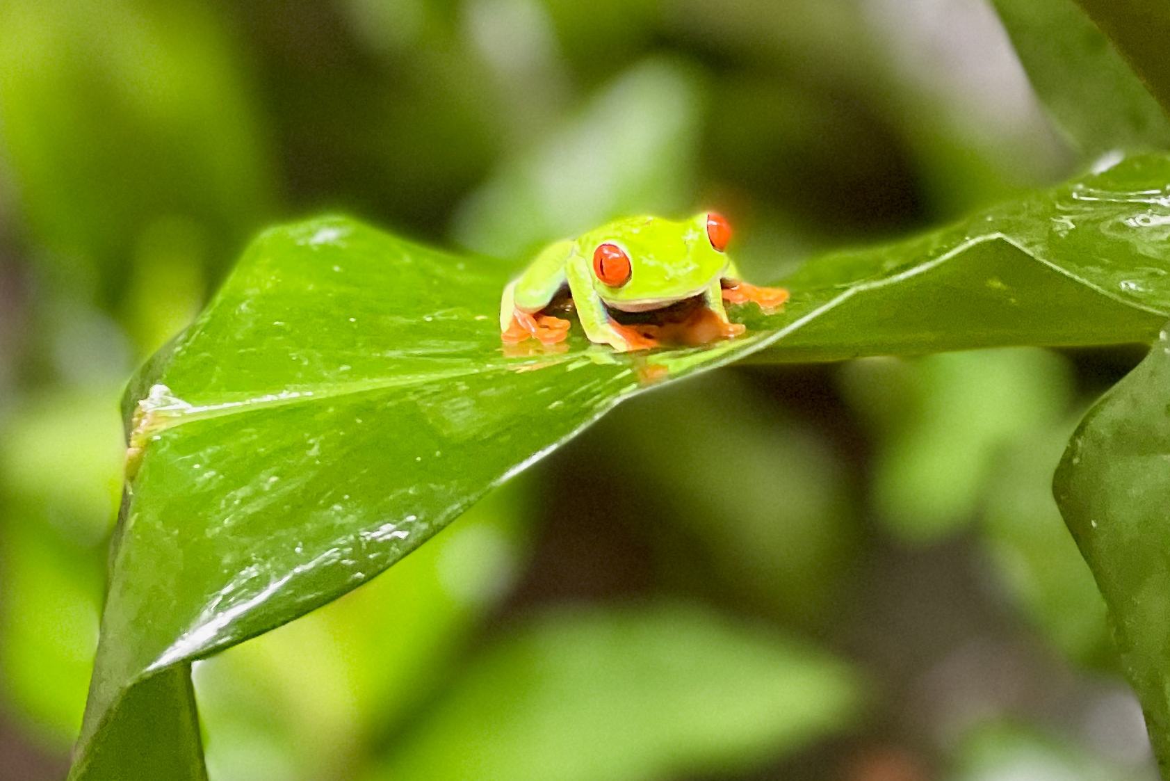 Costa-Rica-Arenal-Red-Eye-Frog-Sandy-Loup