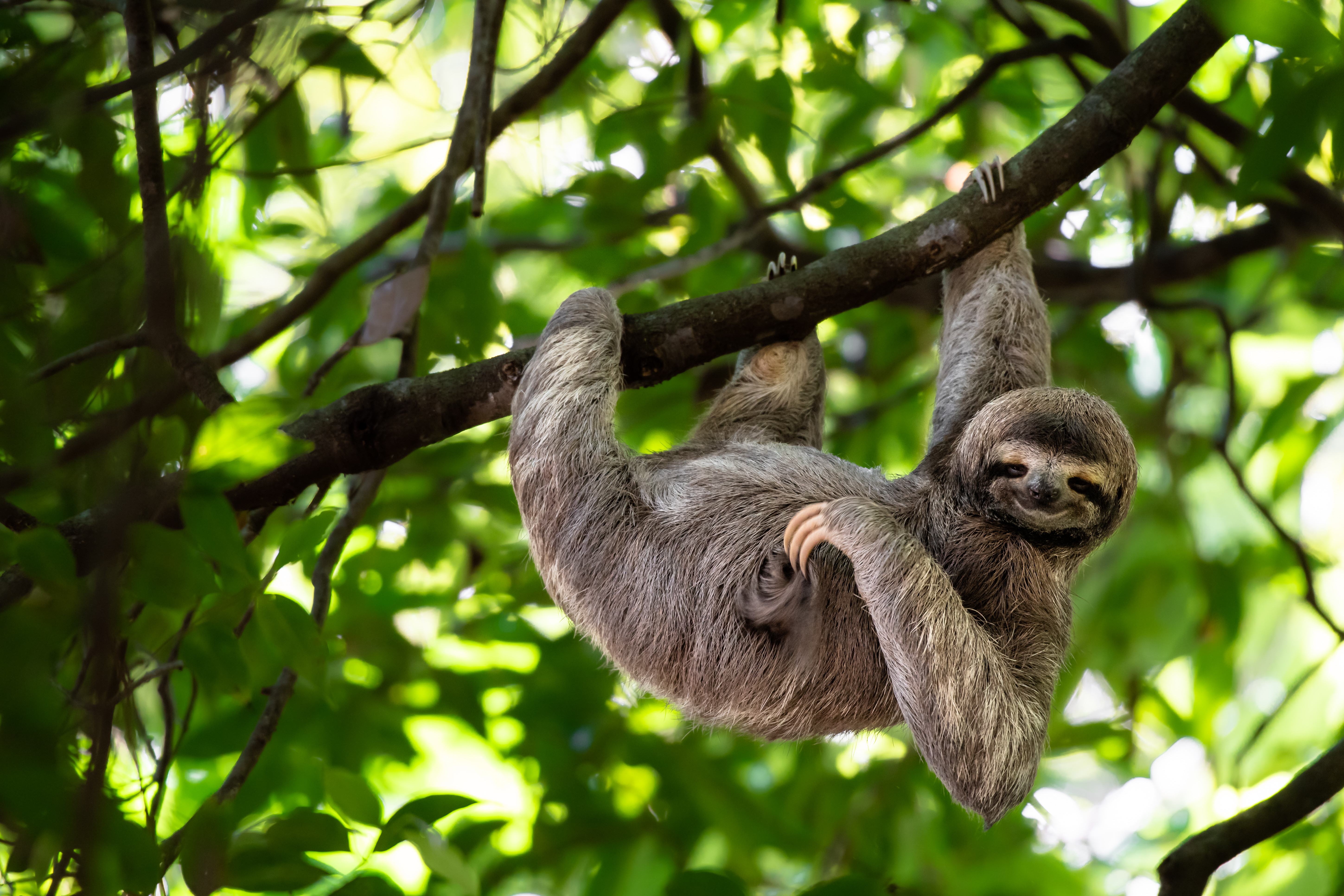 Costa-Rica-Arenal-luiaard