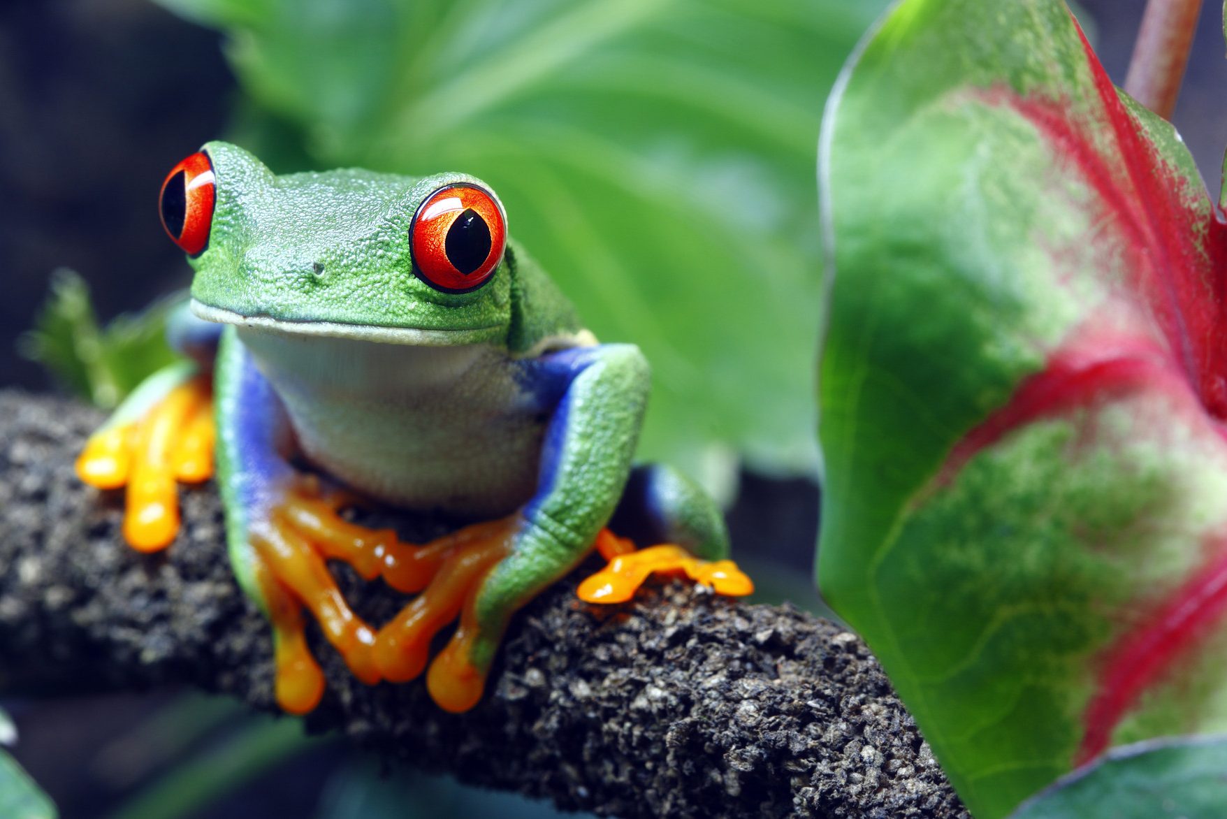 Boomkikker in Costa Rica