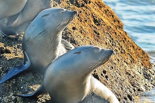 Zeehonden in het Abel Tasman National Park in Nieuw-Zeeland