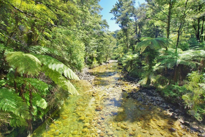 Wandelen door het regenwoud van het Abel Tasman National Park in Nieuw-Zeeland