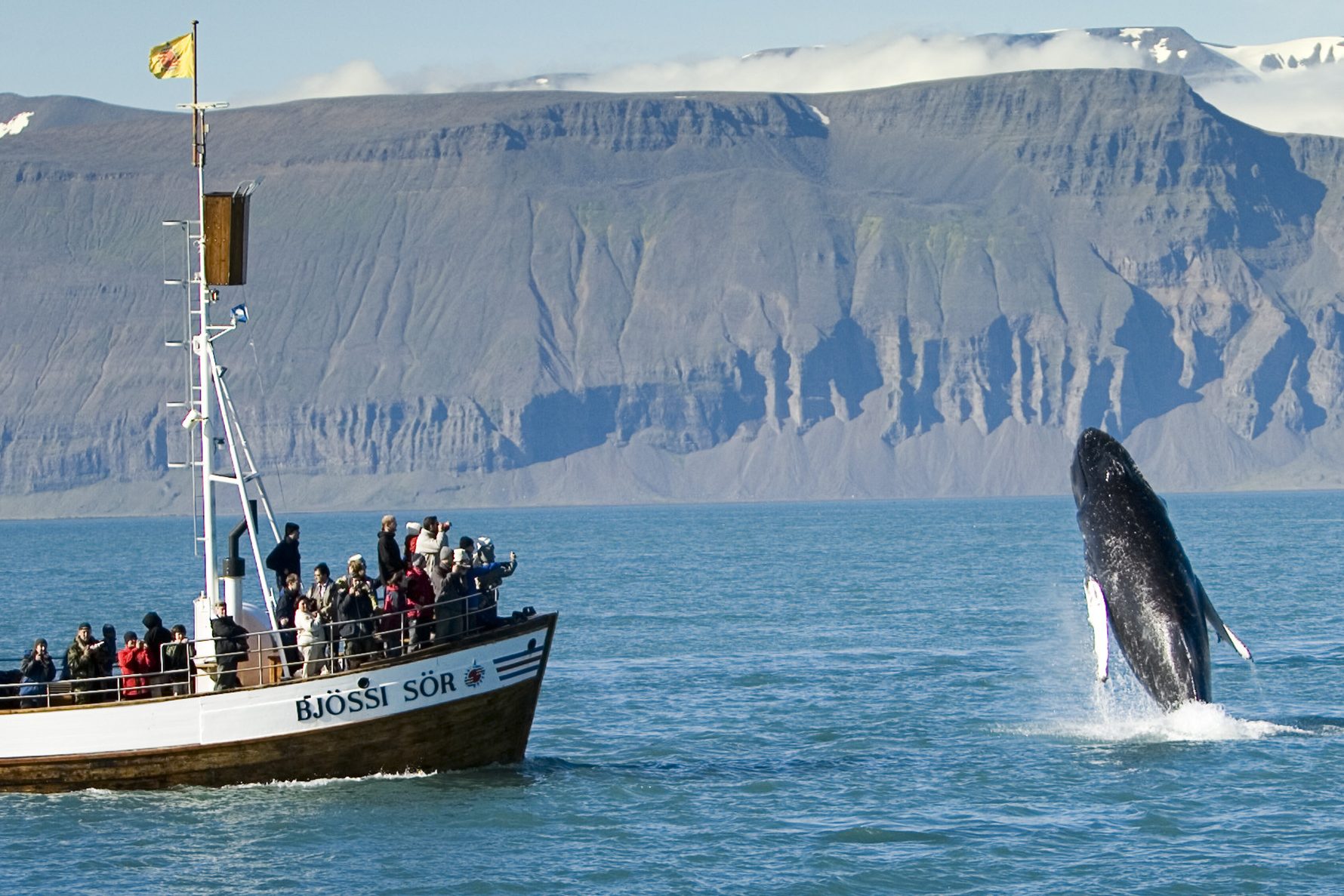 Walvis safari bij Husavik in IJsland