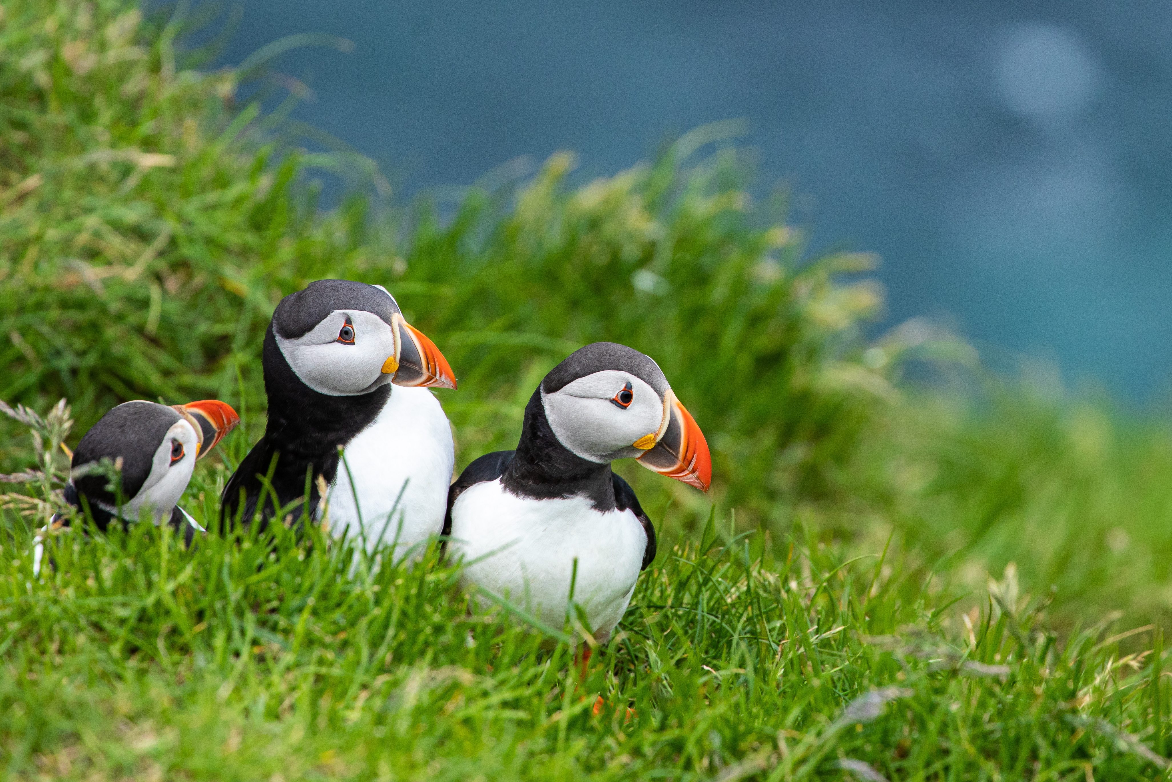 Papegaai duikers in IJsland