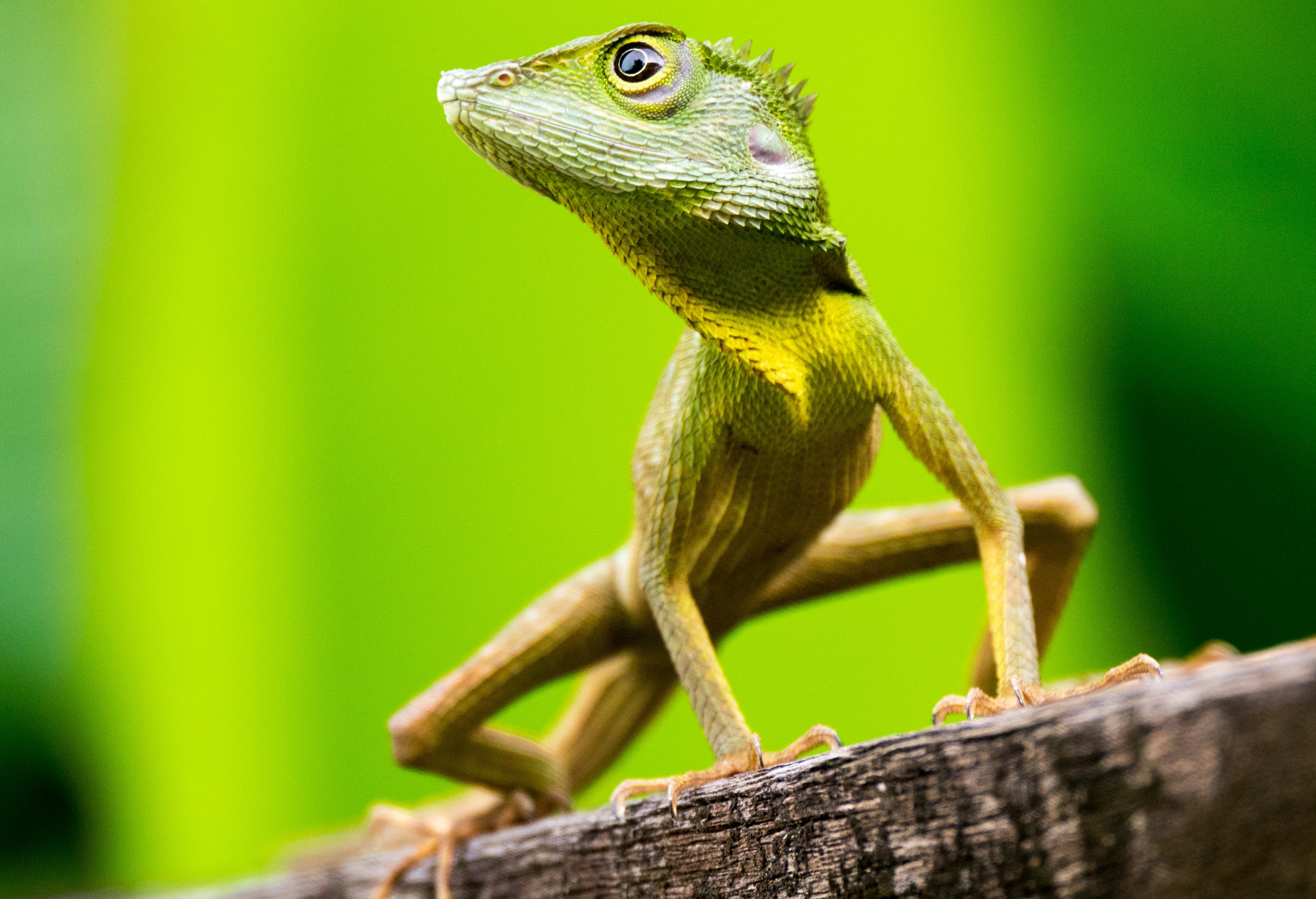 Maleisie Sabah Sarawak Borneo