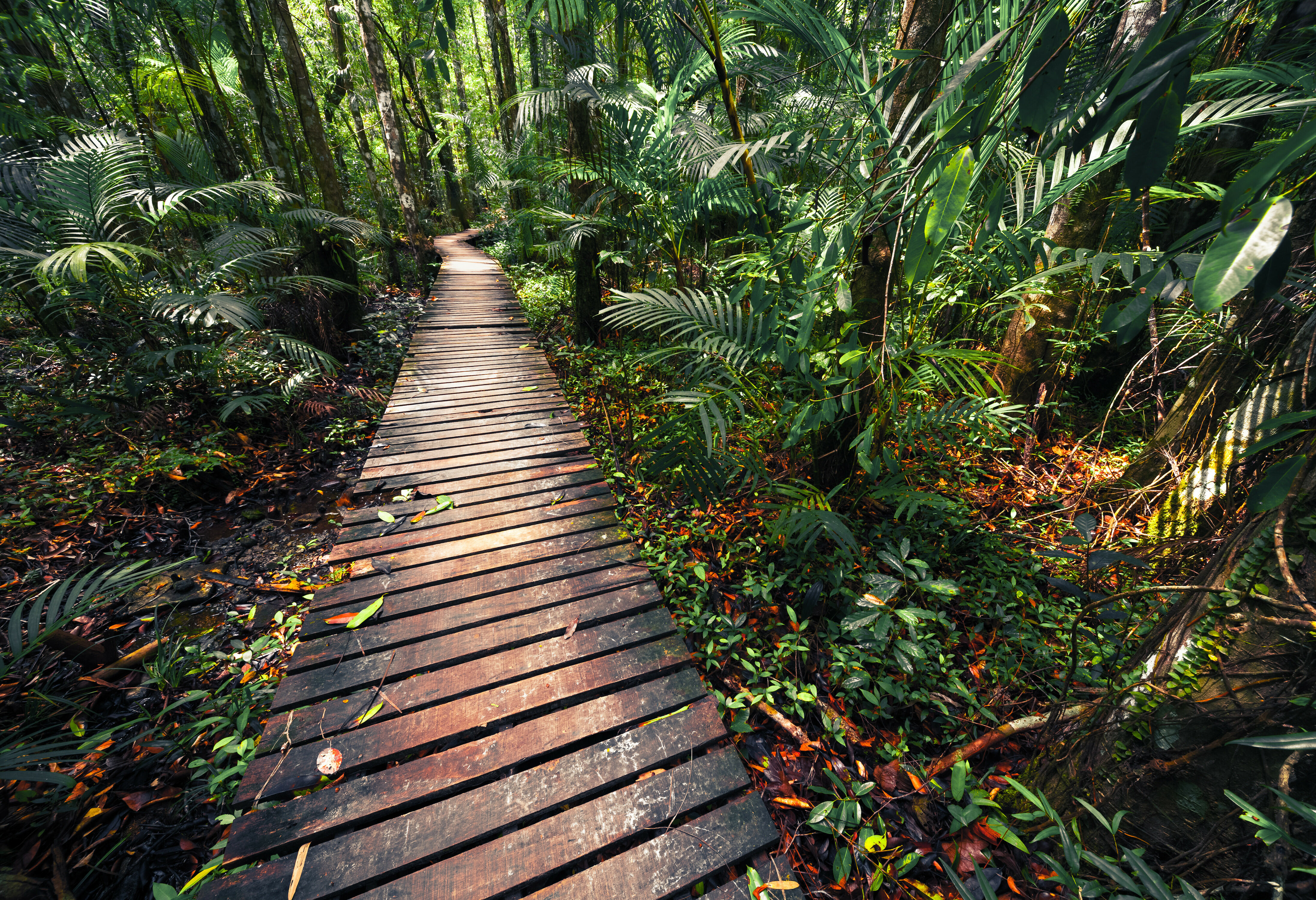Maleisie Borneo Sarawak Bako National Park