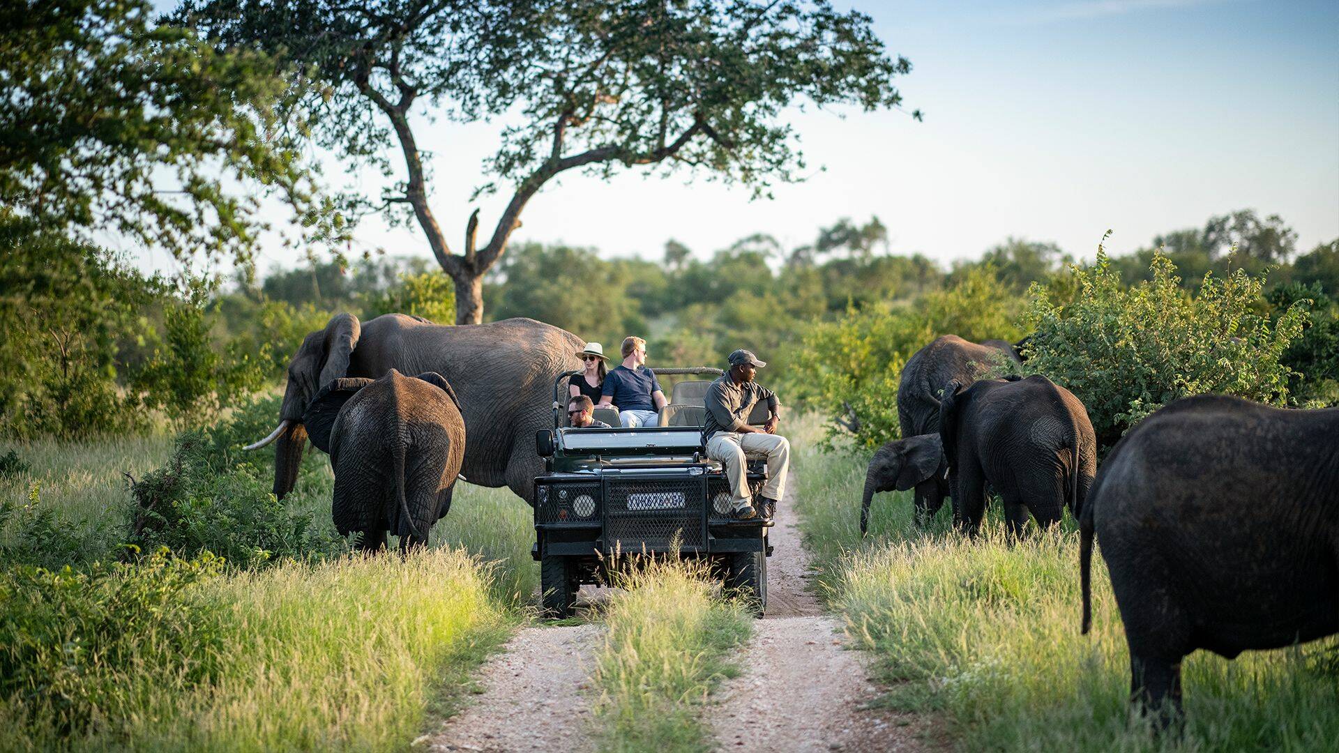 Kruger Park Zuid-Afrika