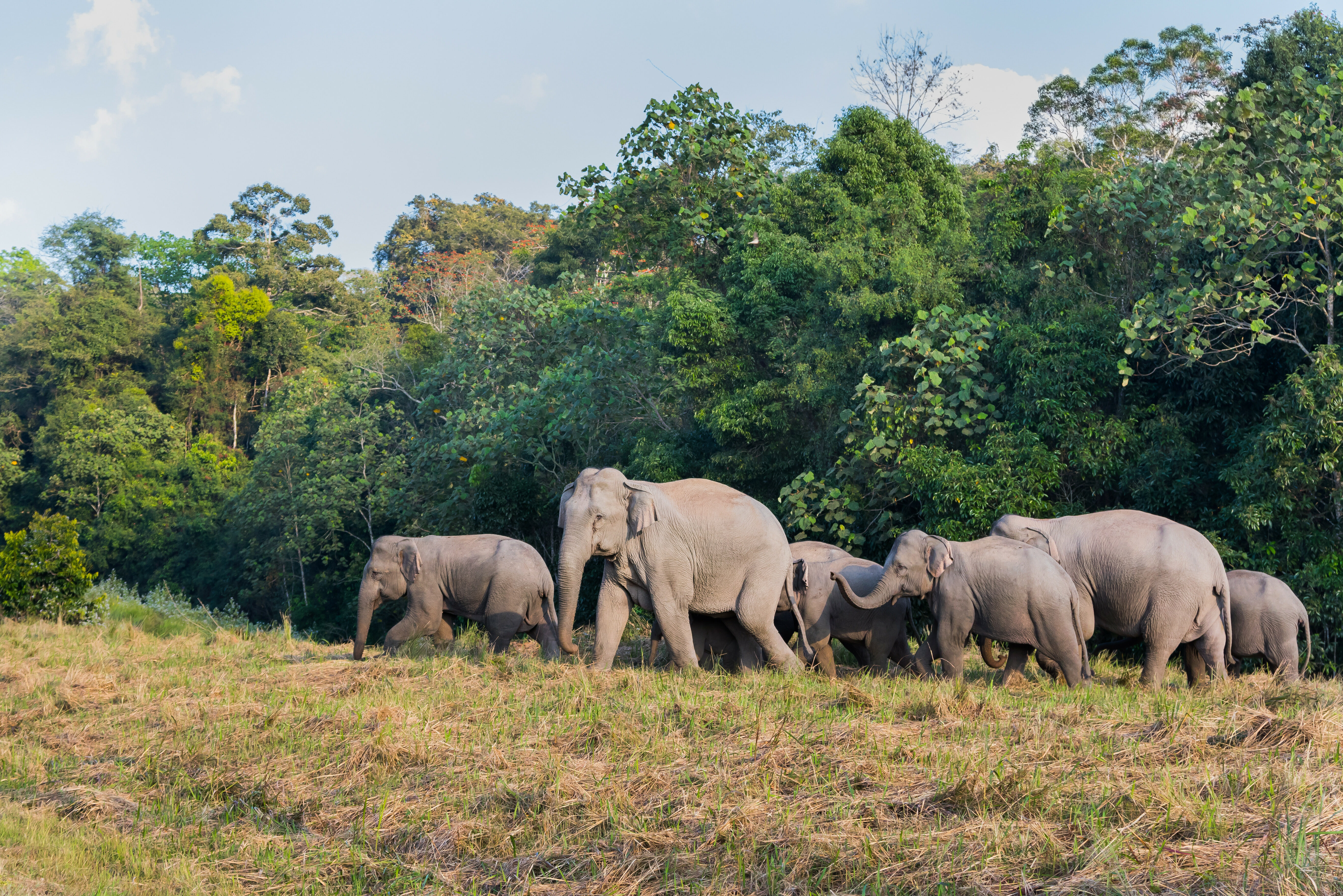 Olifanten in Khao Yai nationaal park