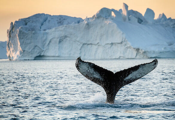groenland-Ilulissat-bultrug-walvis
