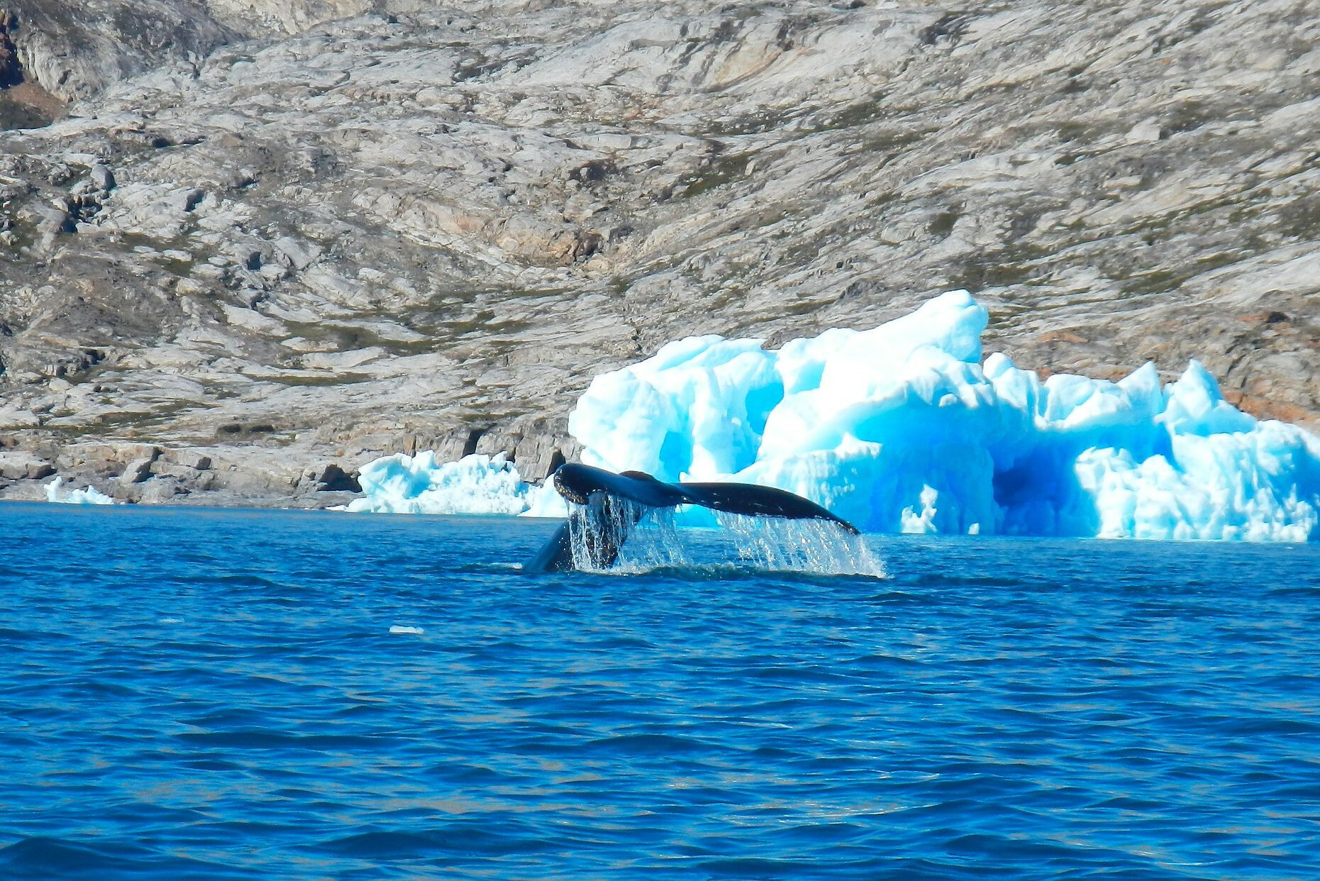 groenland-Ilulissat-bultrug-walvis-2