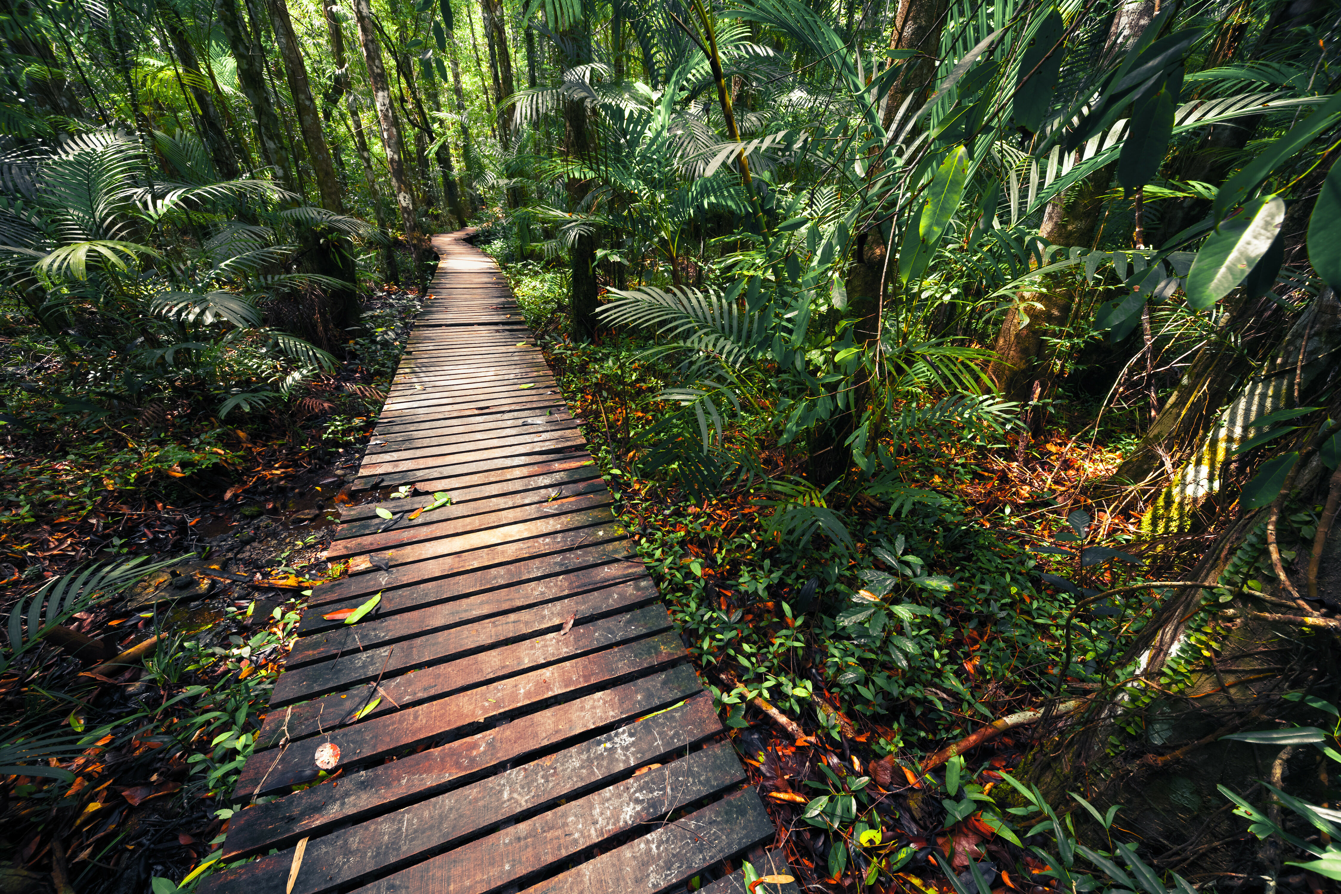 Maleisie Borneo Sarawak Bako National Park