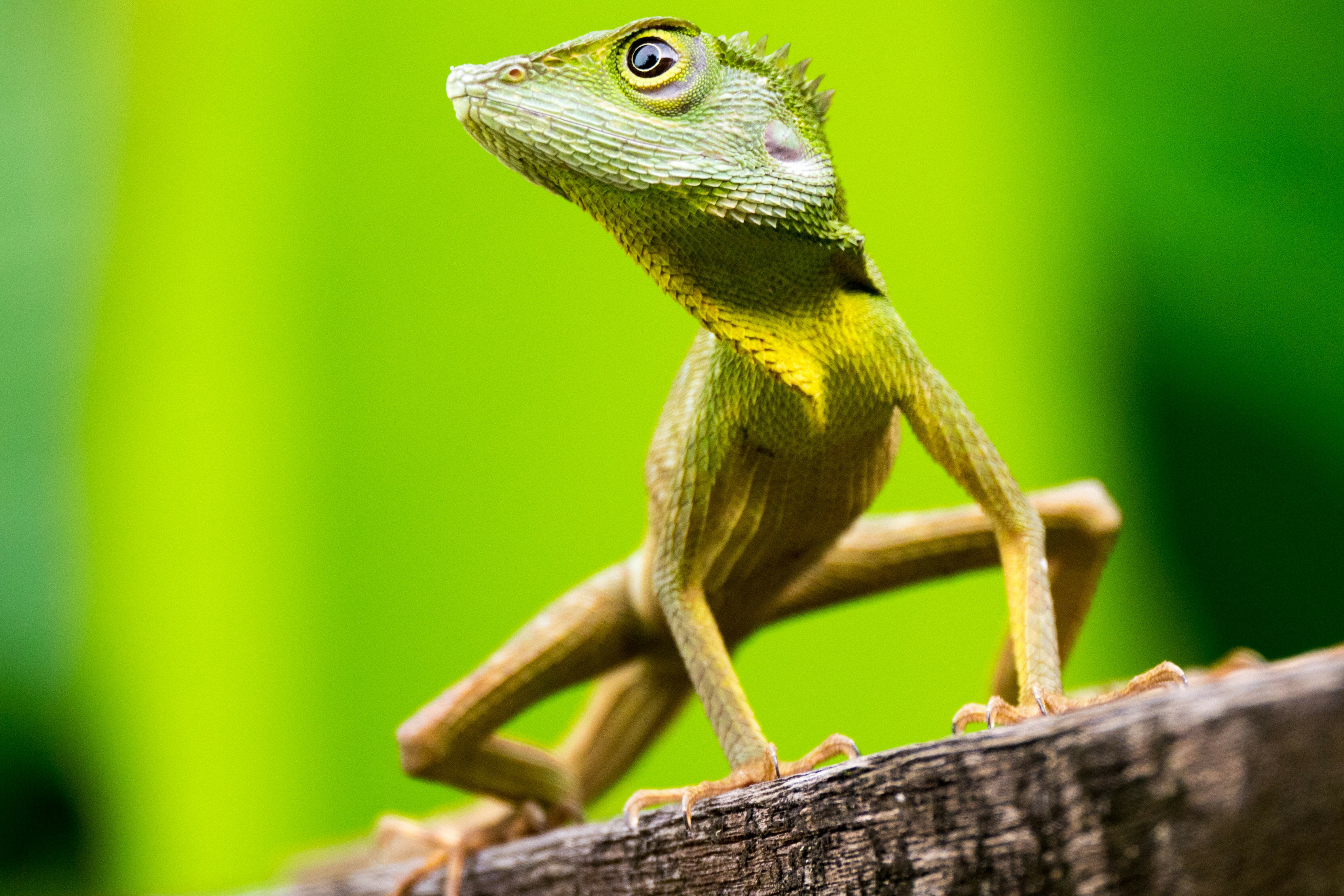 Maleisie Borneo Sarawak Bako National Park
