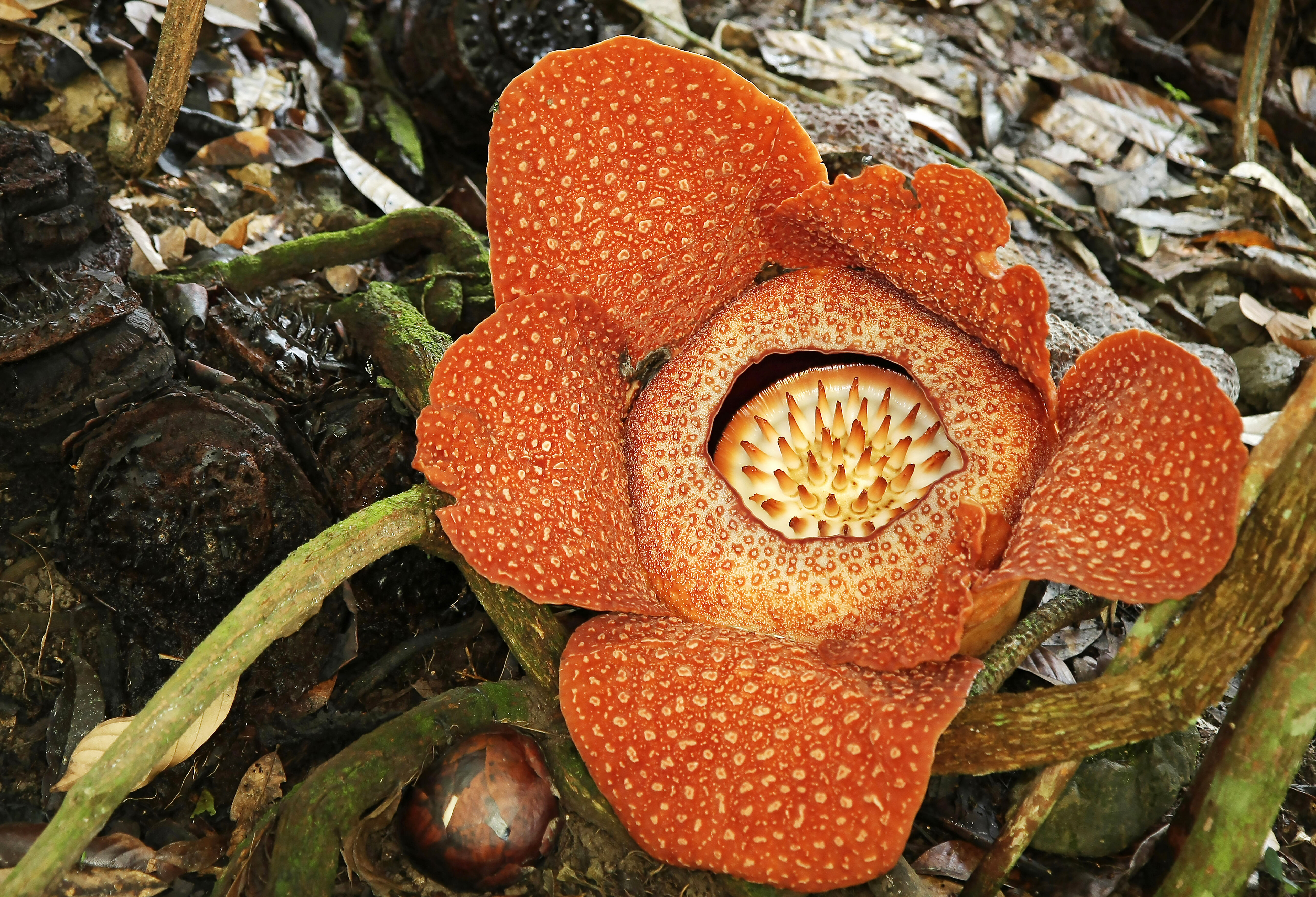 Maleisie Rafflesia Bloem Ganung Gading National Park