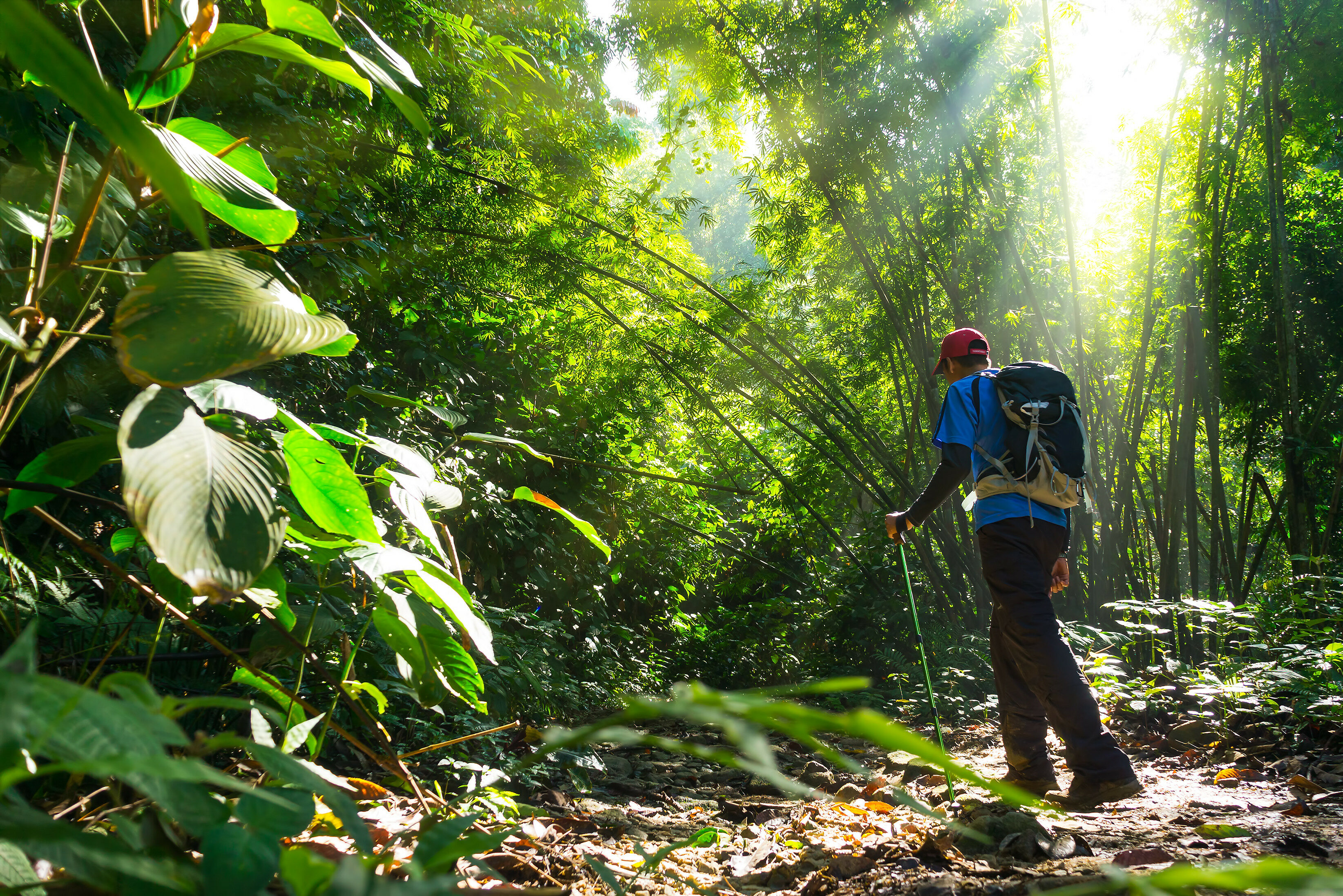 Maleisie Rafflesia Bloem Ganung Gading National Park